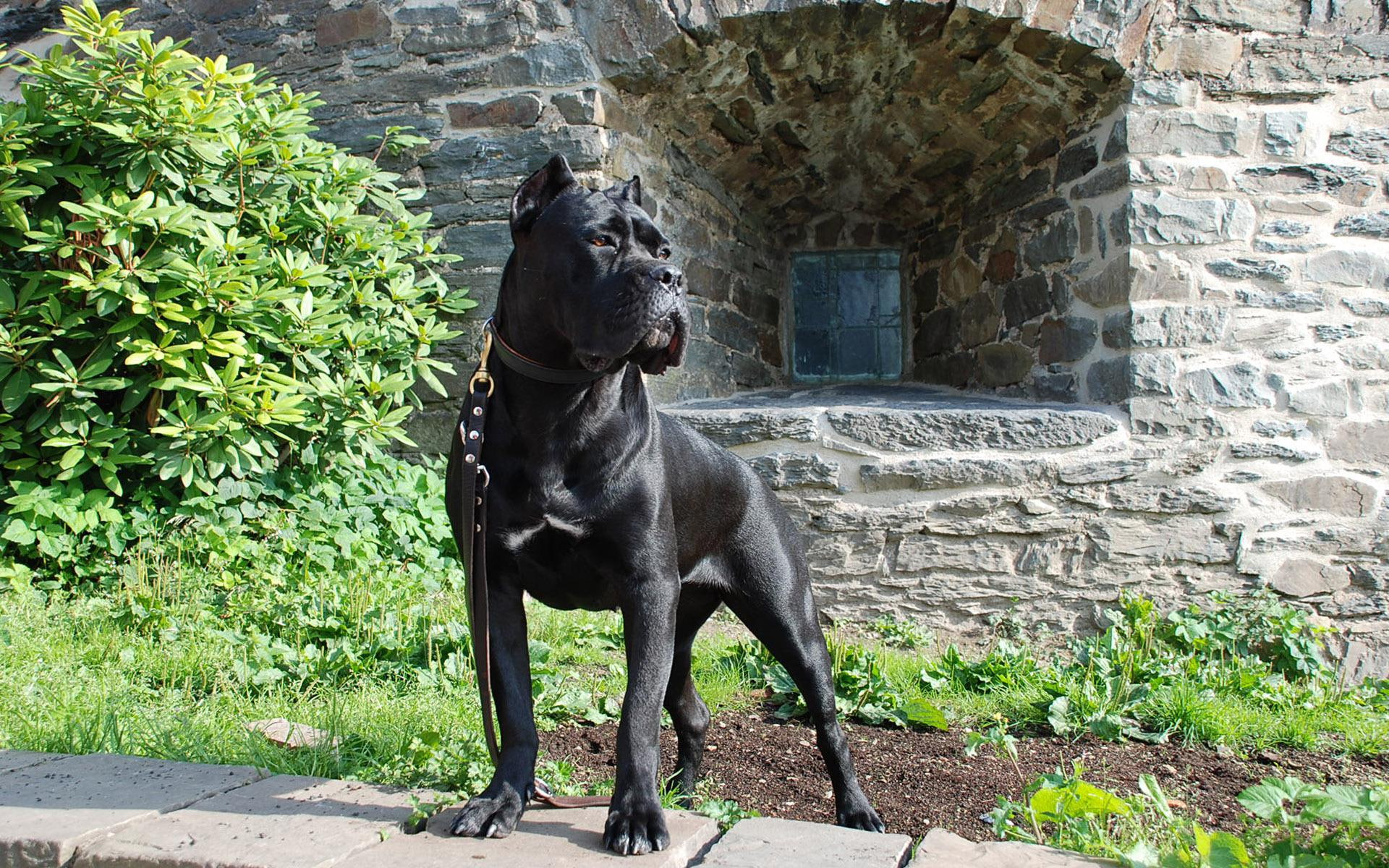 cane corso, black, animals, corso, cane, splendid, 1920x1200, 1080P, HD Wallpaper