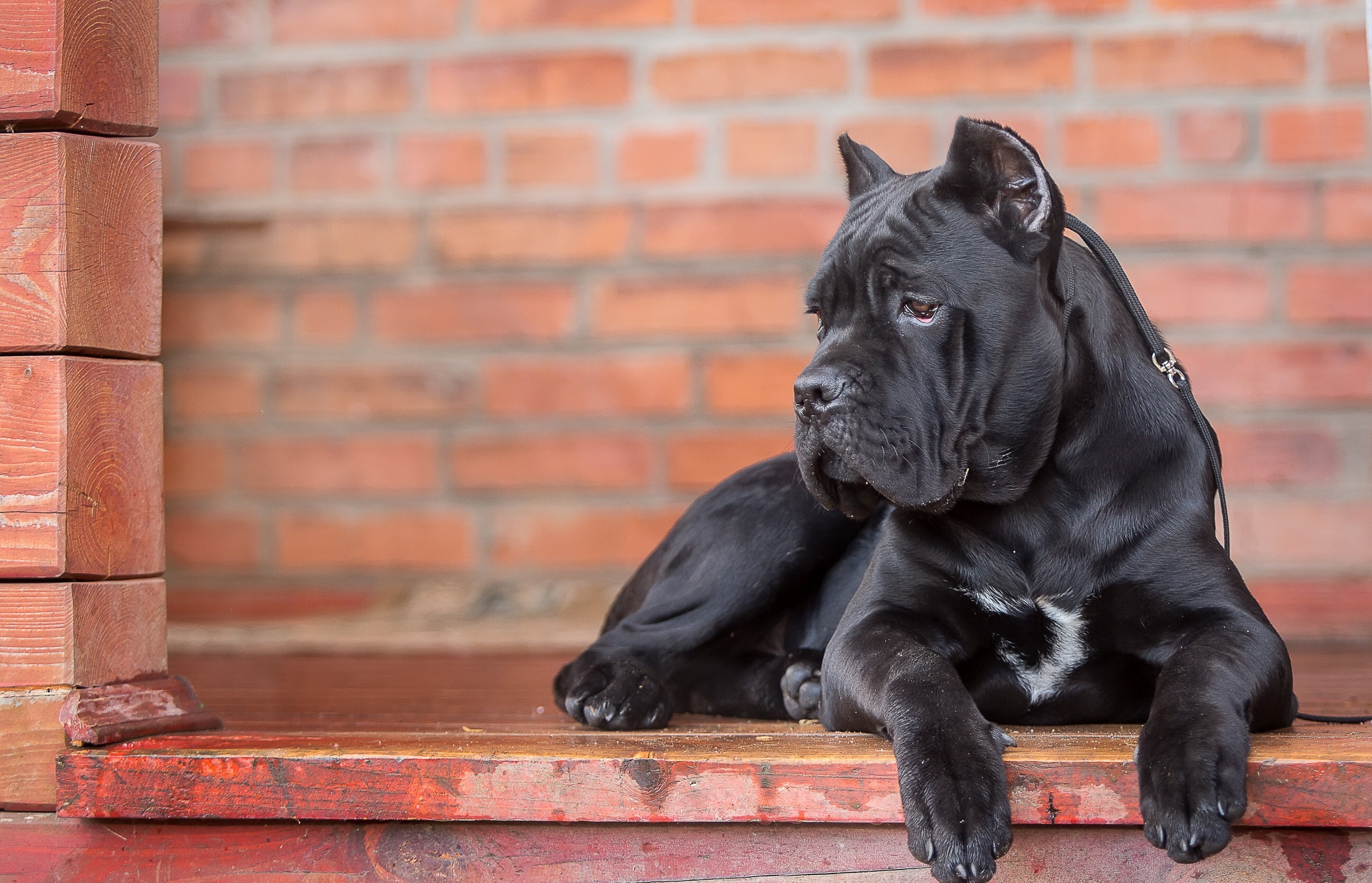 2K, looking, dog, animal themes, black Color, canine, puppy, brick, focus on foreground, no people, obedience, brown, bulldog, black, day, domestic Animals, HD Wallpaper