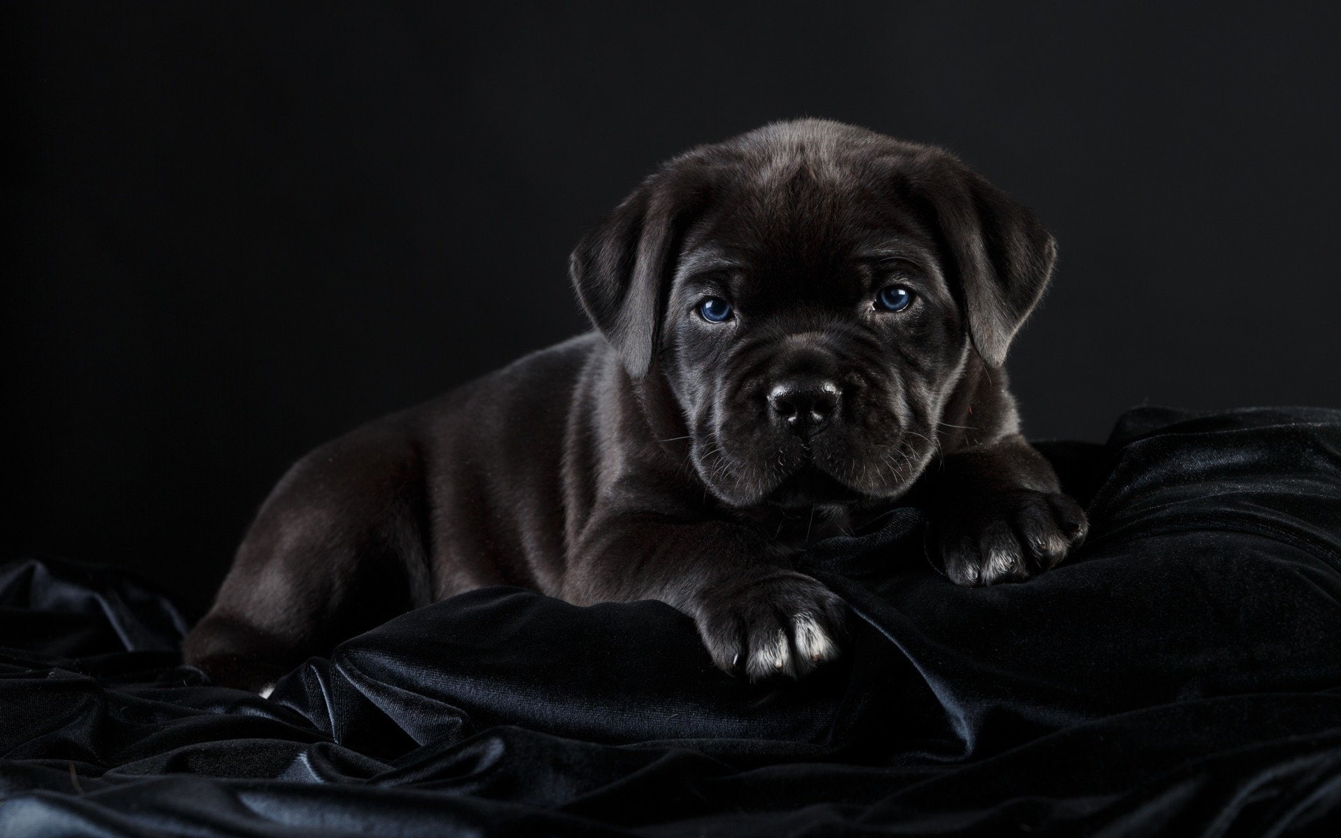 1080P, black background, black color, mammal, purebred dog, canine, Baby Animal, one animal, close-up, no people, Puppy, animal, domestic animals, domestic, HD Wallpaper