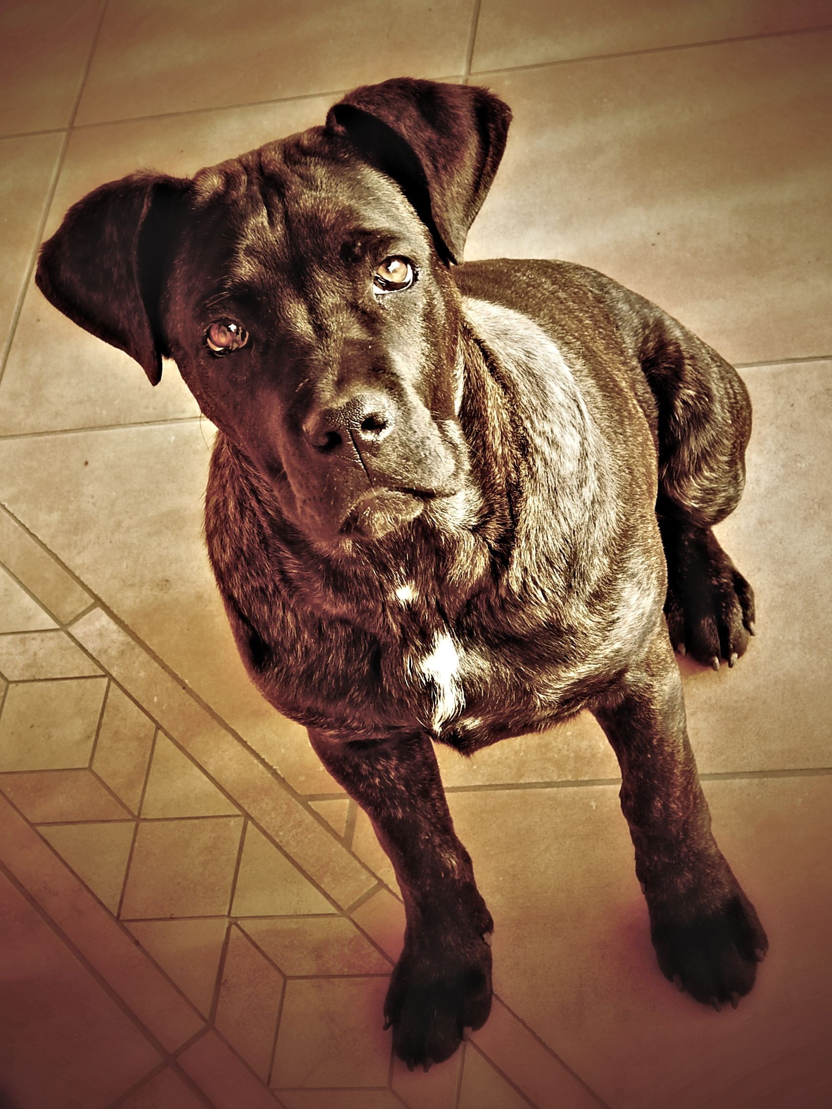 one animal, mammal, animal, animal head, pets, domestic, canine, animal themes, portrait, 1080P, looking at camera, sepia, no people, tiled floor, vertebrate, Phone HD Wallpaper