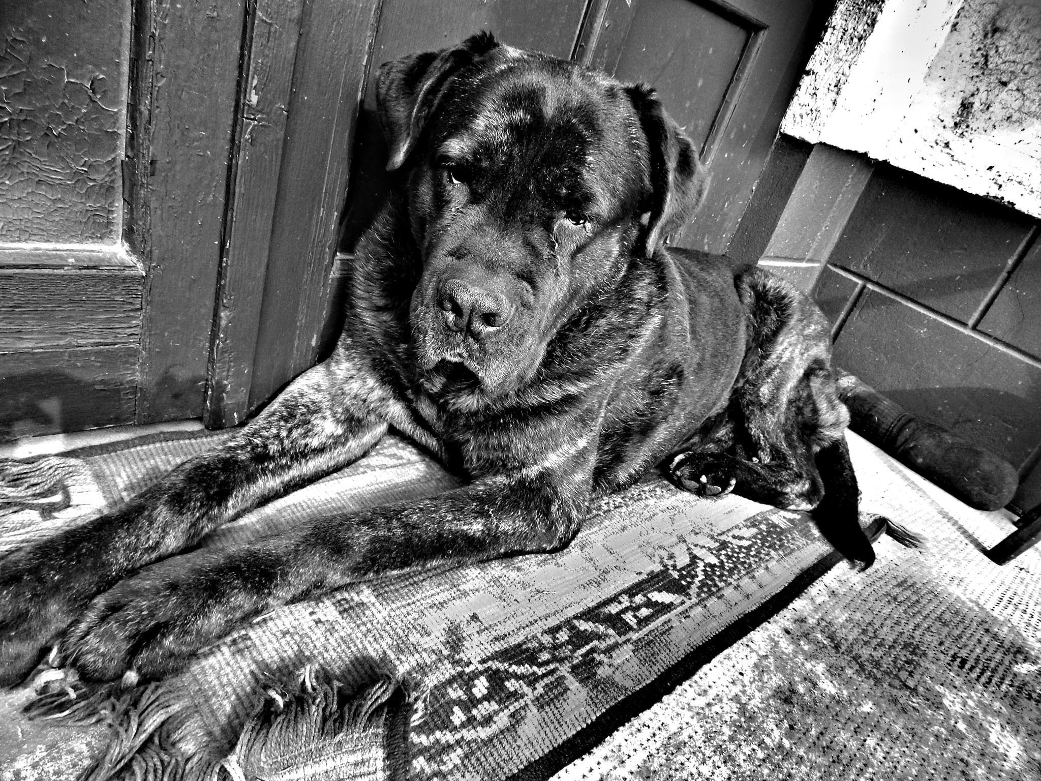 animal head, day, vertebrate, animal wildlife, animals, cane corso, animal themes, pets, no people, wood - material, monochrome, close-up, one animal, animals in the wild, HD Wallpaper