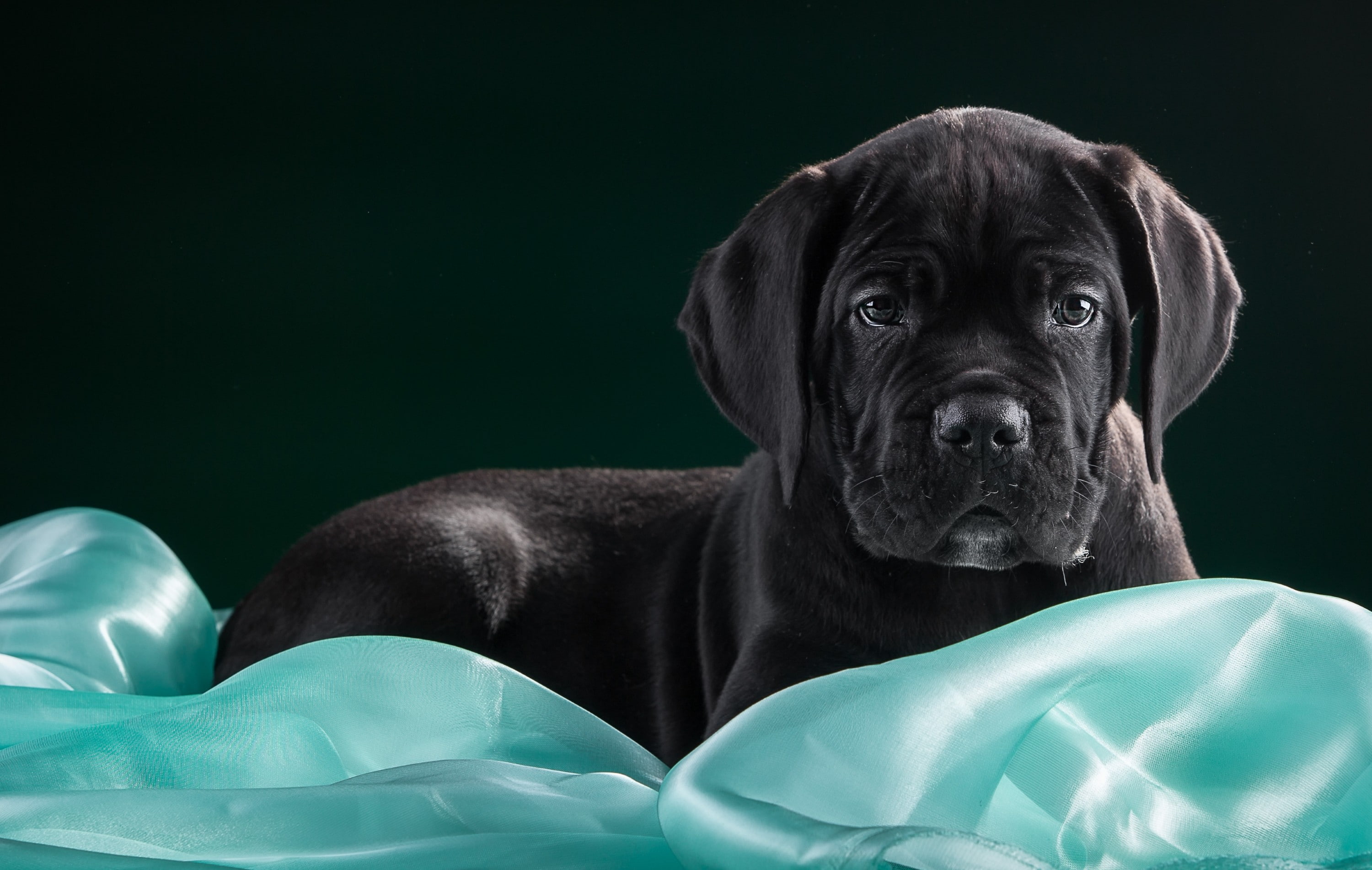 puppy, fabric, corso, black, 2K, cane Corso, cane, HD Wallpaper