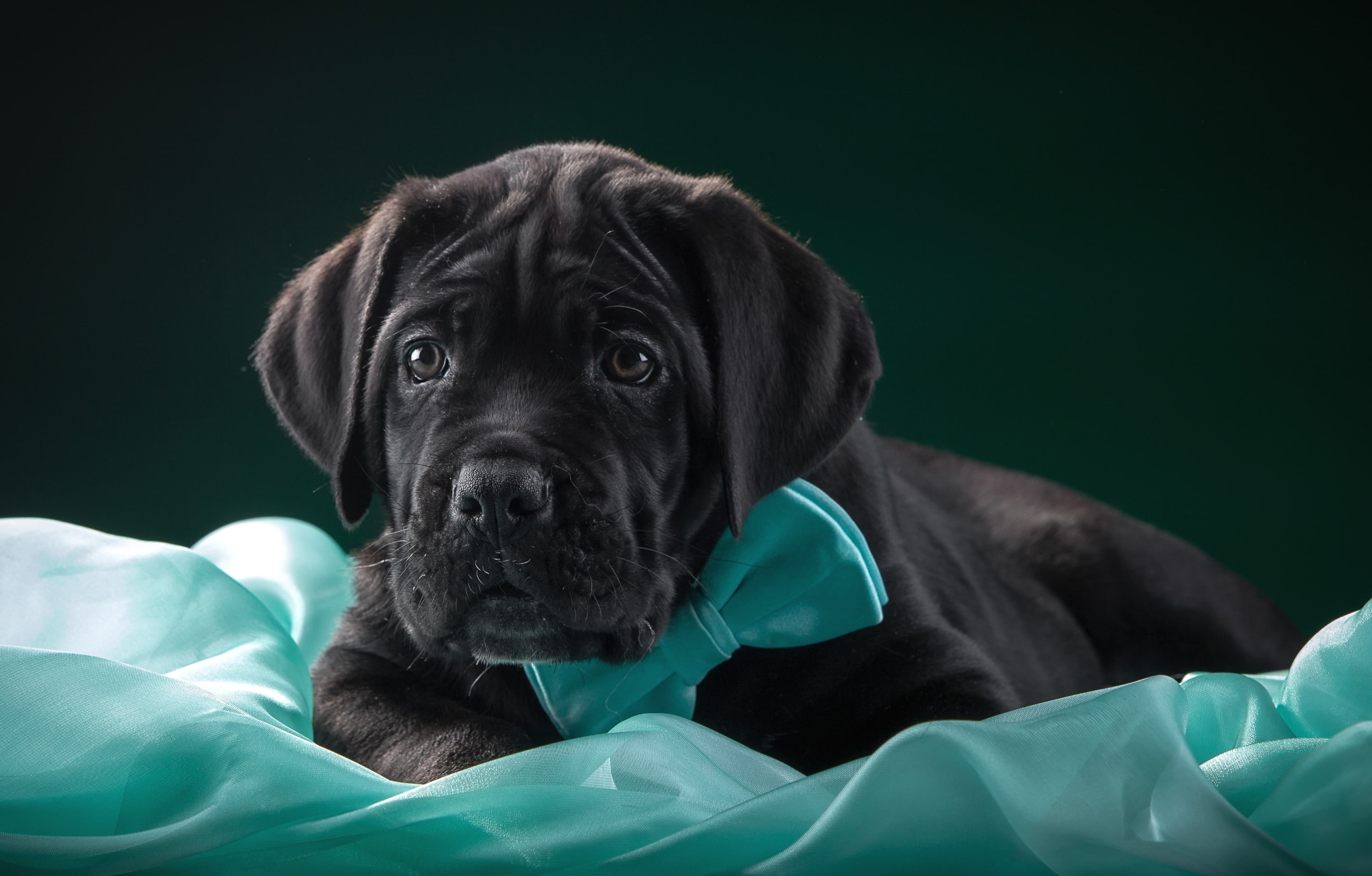 gray, mastiff, cane, 2K, tie, corso, fabric, puppy, neapolitan, cane Corso, butterfly, HD Wallpaper