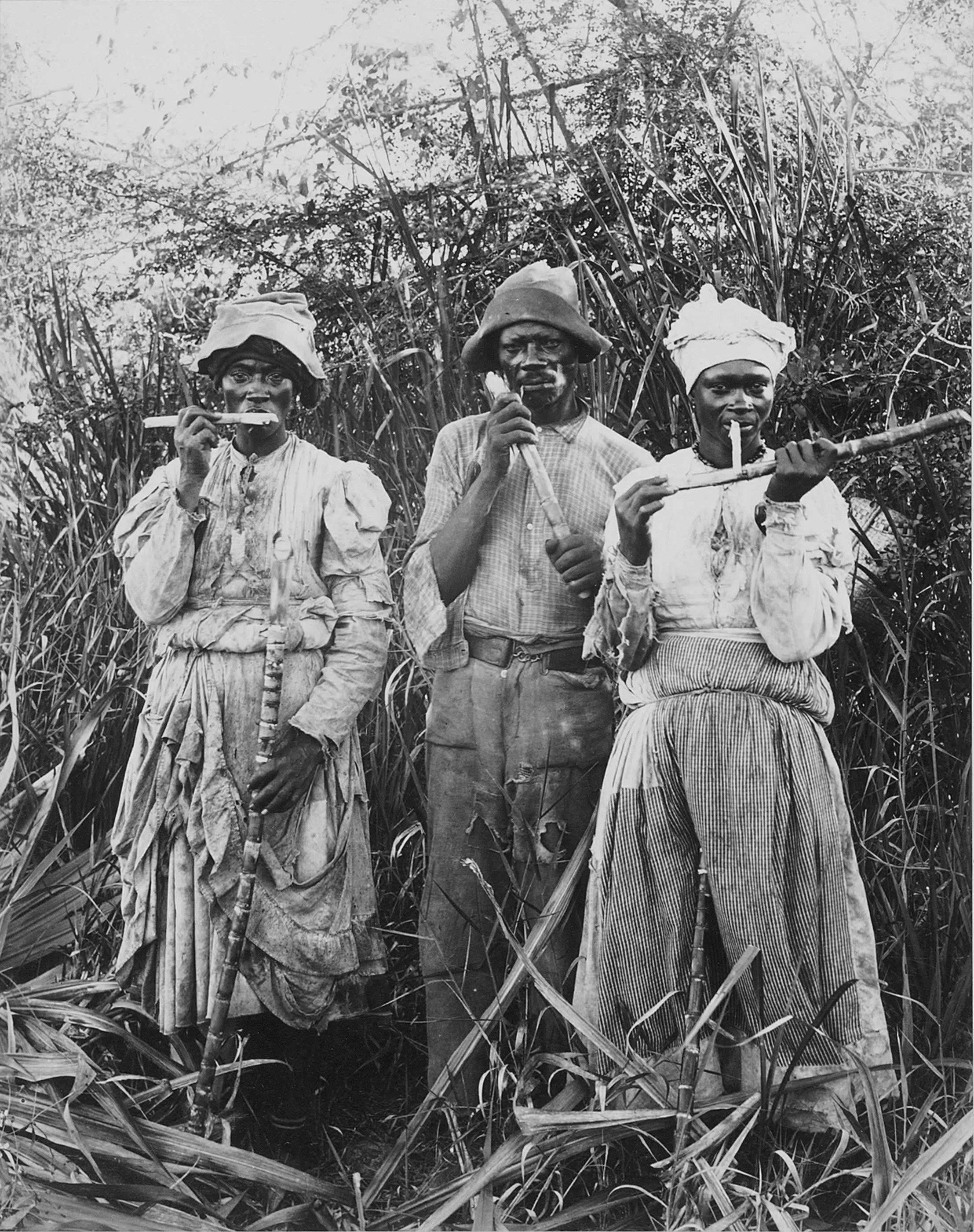 government, plant, the past, conflict, armed forces, weapon, two people, tree, headwear, history, art and craft, 2K, sugar cane, people, clothing, sugar cane harvest, Phone HD Wallpaper
