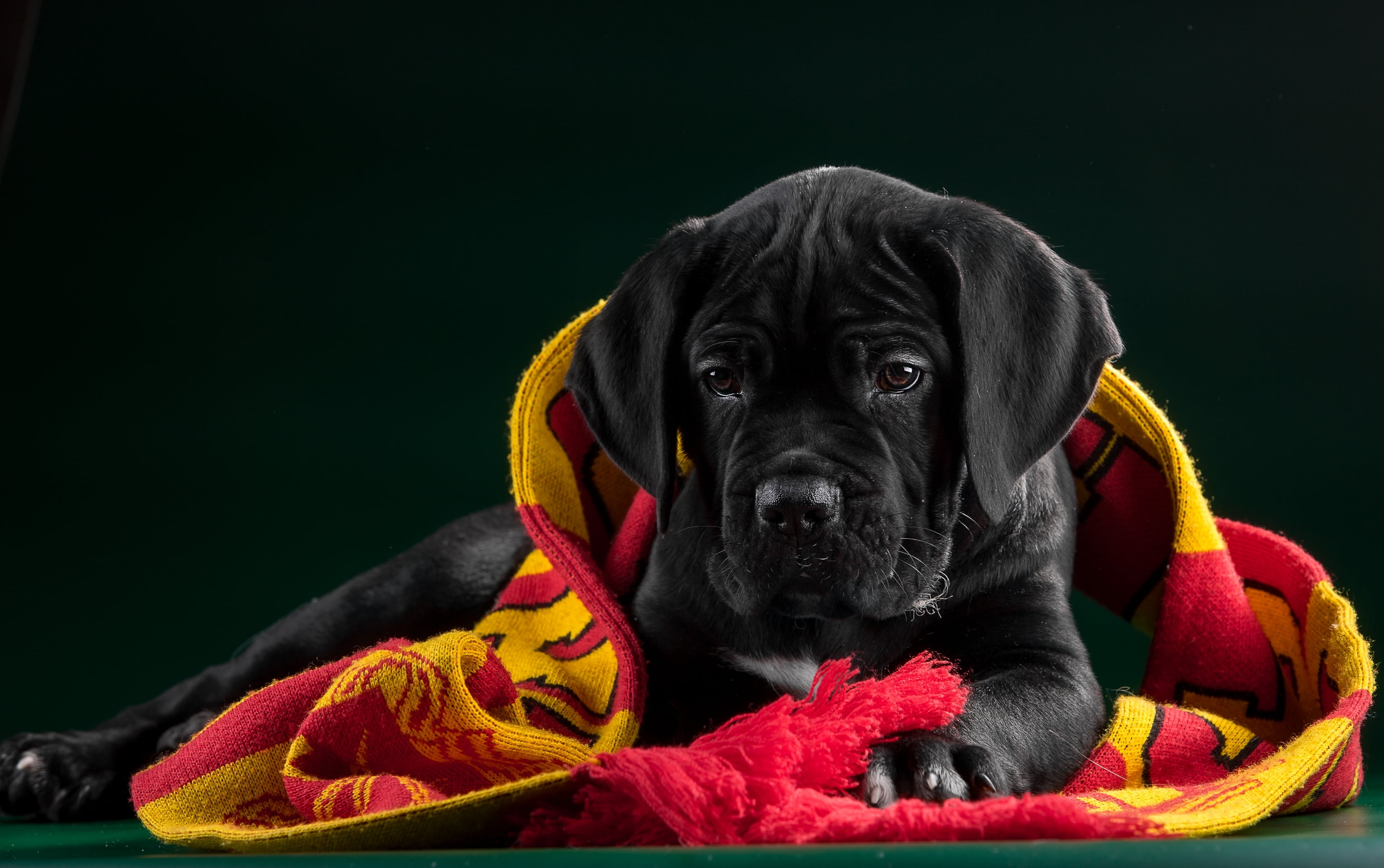 close-up, relaxation, fabric, indoors, black color, mammal, puppy, 2K, copy space, clothing, black background, coated, vertebrate, portrait, short, dog, HD Wallpaper