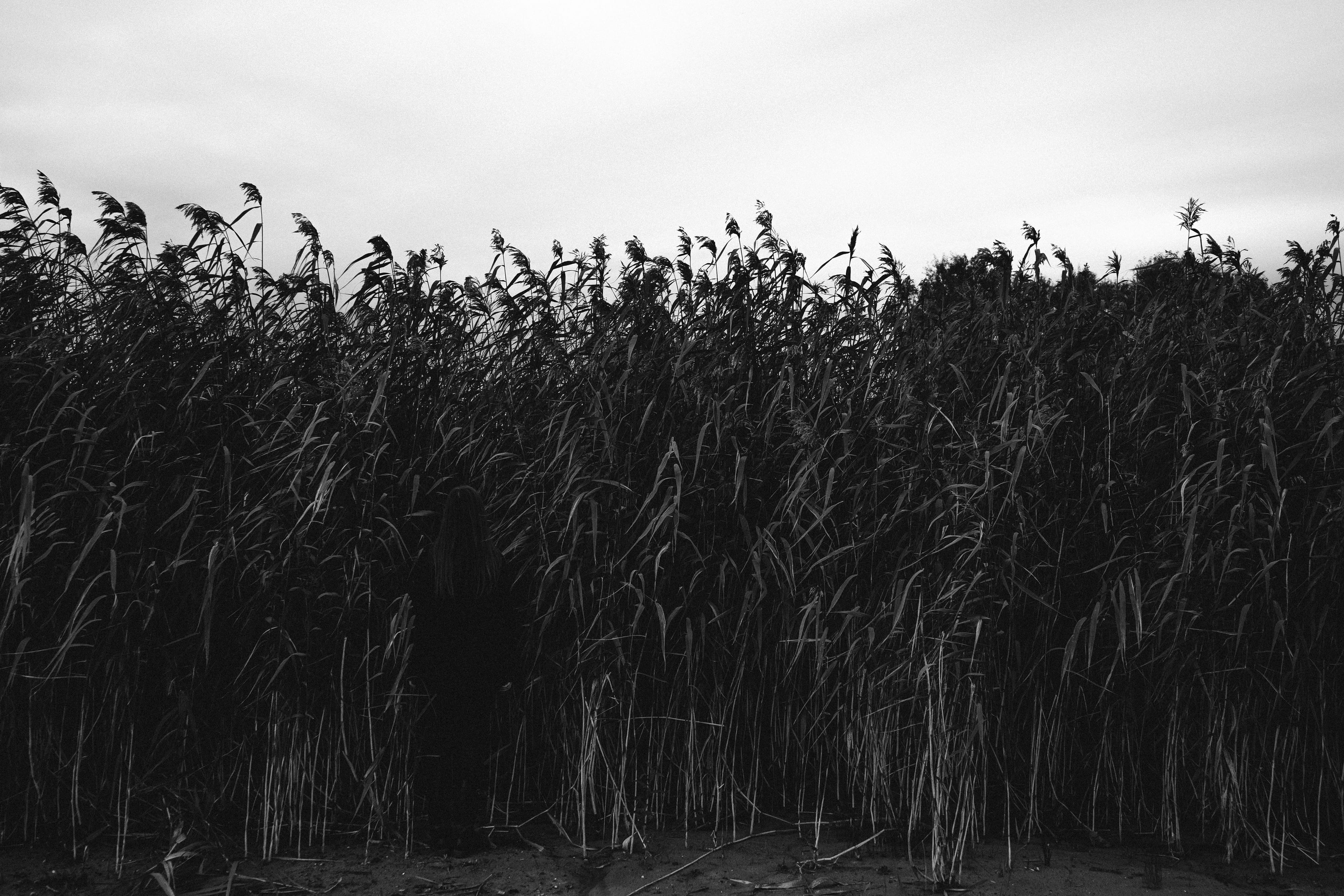 cane, no people, russia, black, day, cherepovets, reed, white, field, 4K, plant, tranquility, nature, forest, crop, environment, tranquil scene, cloud - sky, HD Wallpaper