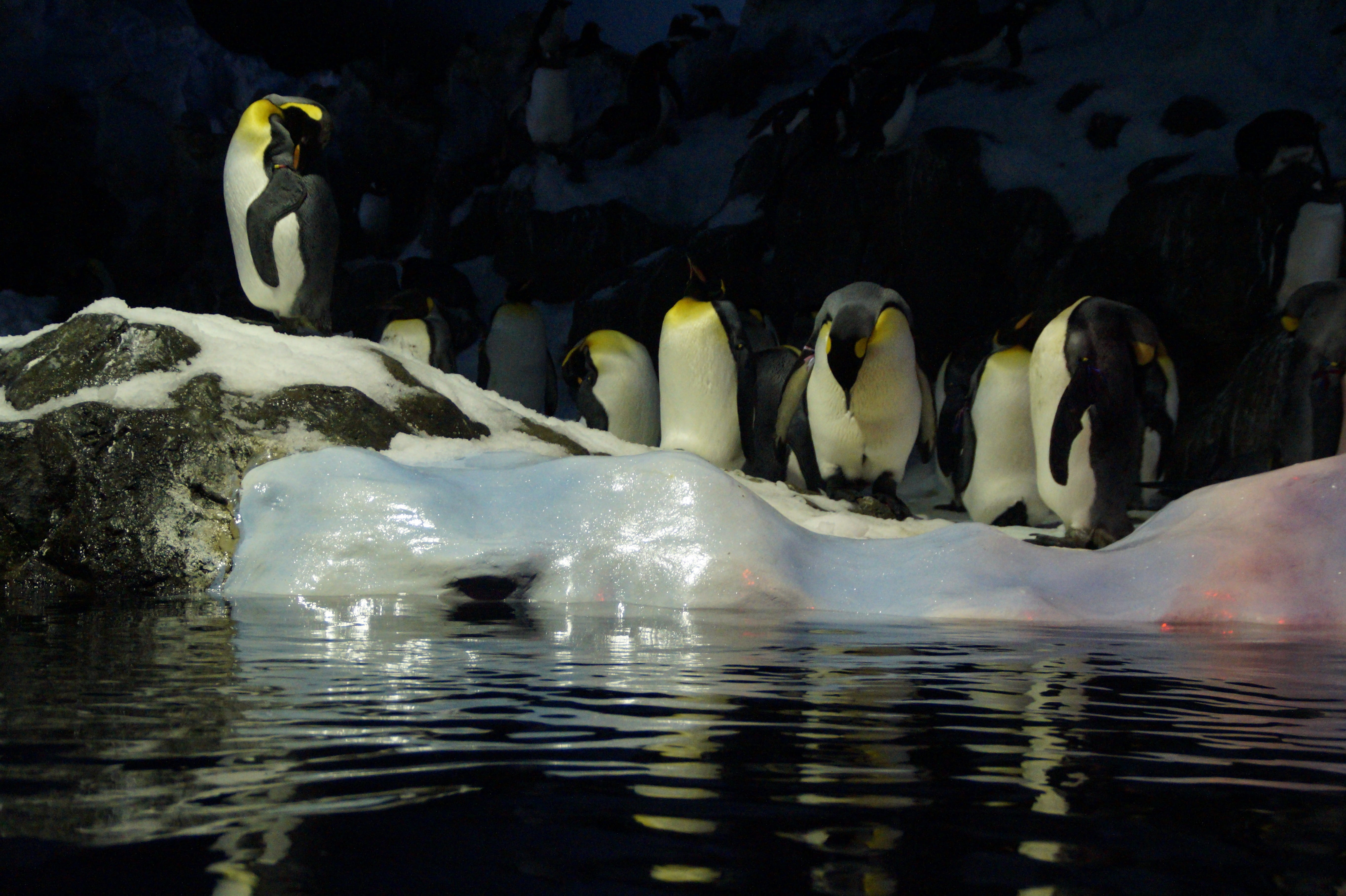 animals in the wild, penguin, Ice Floe, swimming, Penguins, vertebrate, tenerife, underwater, no people, day, swan, polar, animal themes, waterfront, lake, HD Wallpaper