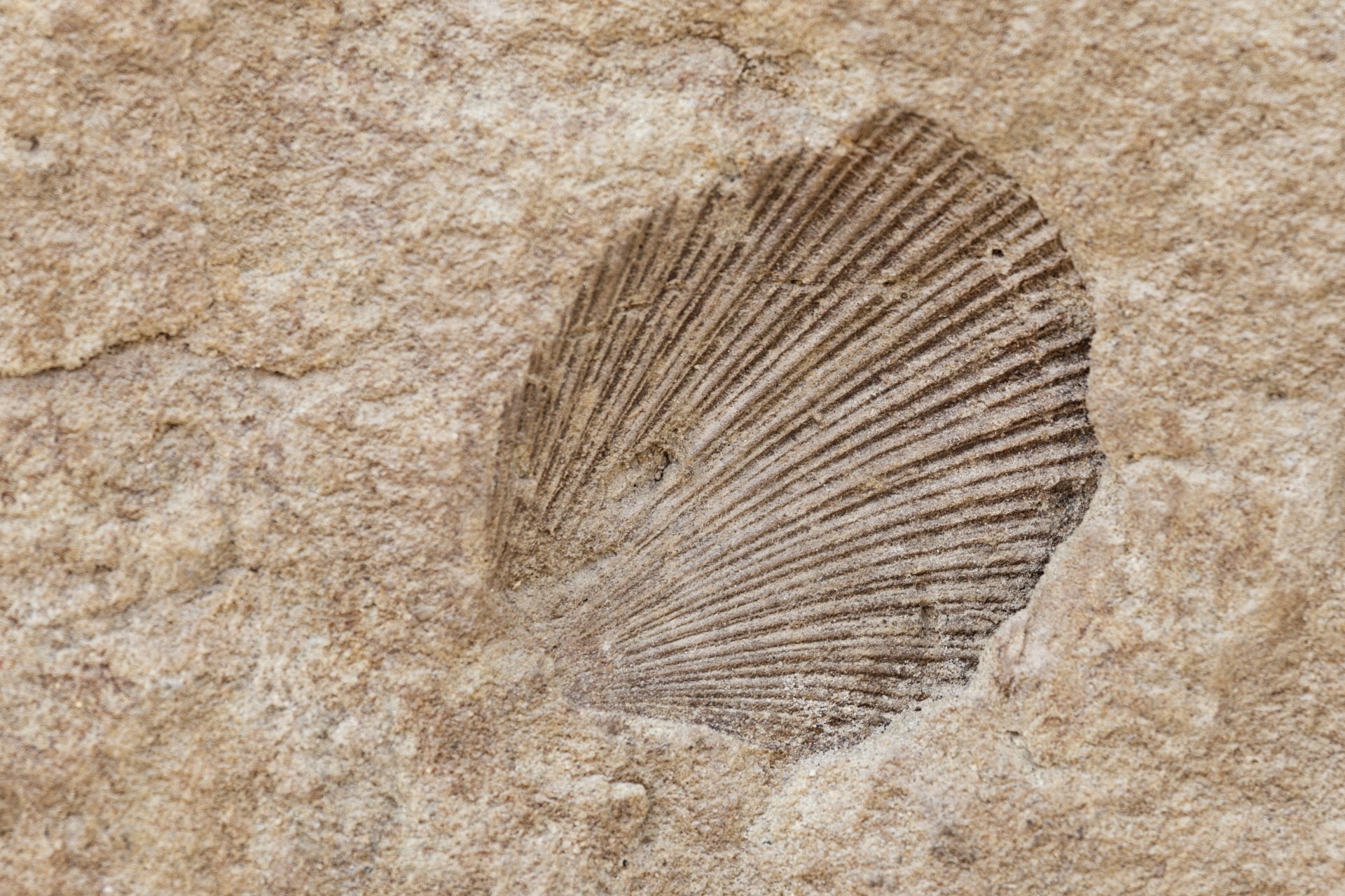 architecture, fossil, ocean, ancient, nature, rock - object, no people, prehistoric, rock, evolution, outdoors, extinct, 1080P, paleontology, geology, HD Wallpaper
