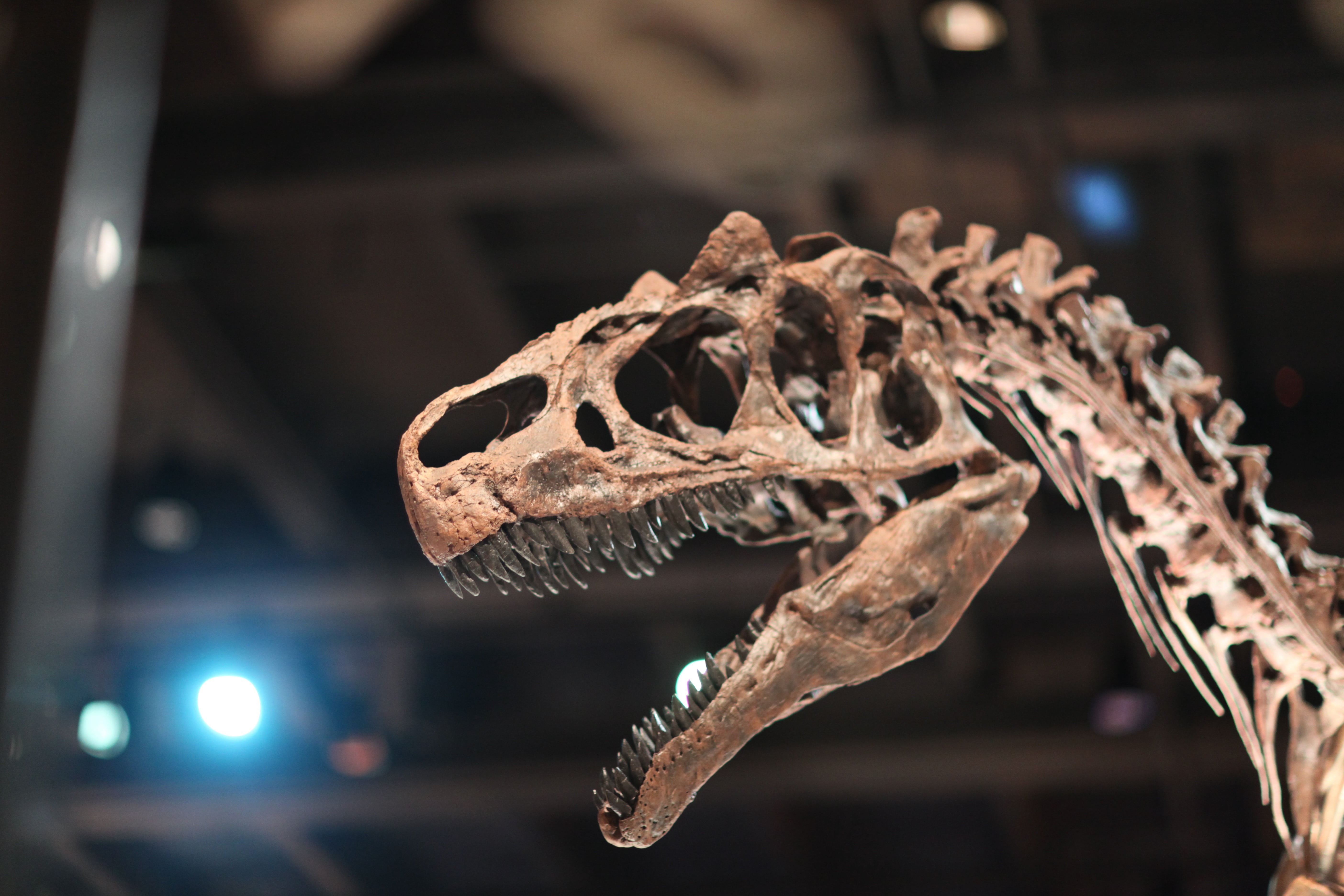 fossilized, evolution, creature, lizard, vertebrate, carnivore, photography, reptile, one animal, shallow, indoors, focus on foreground, animal skeleton, HD Wallpaper