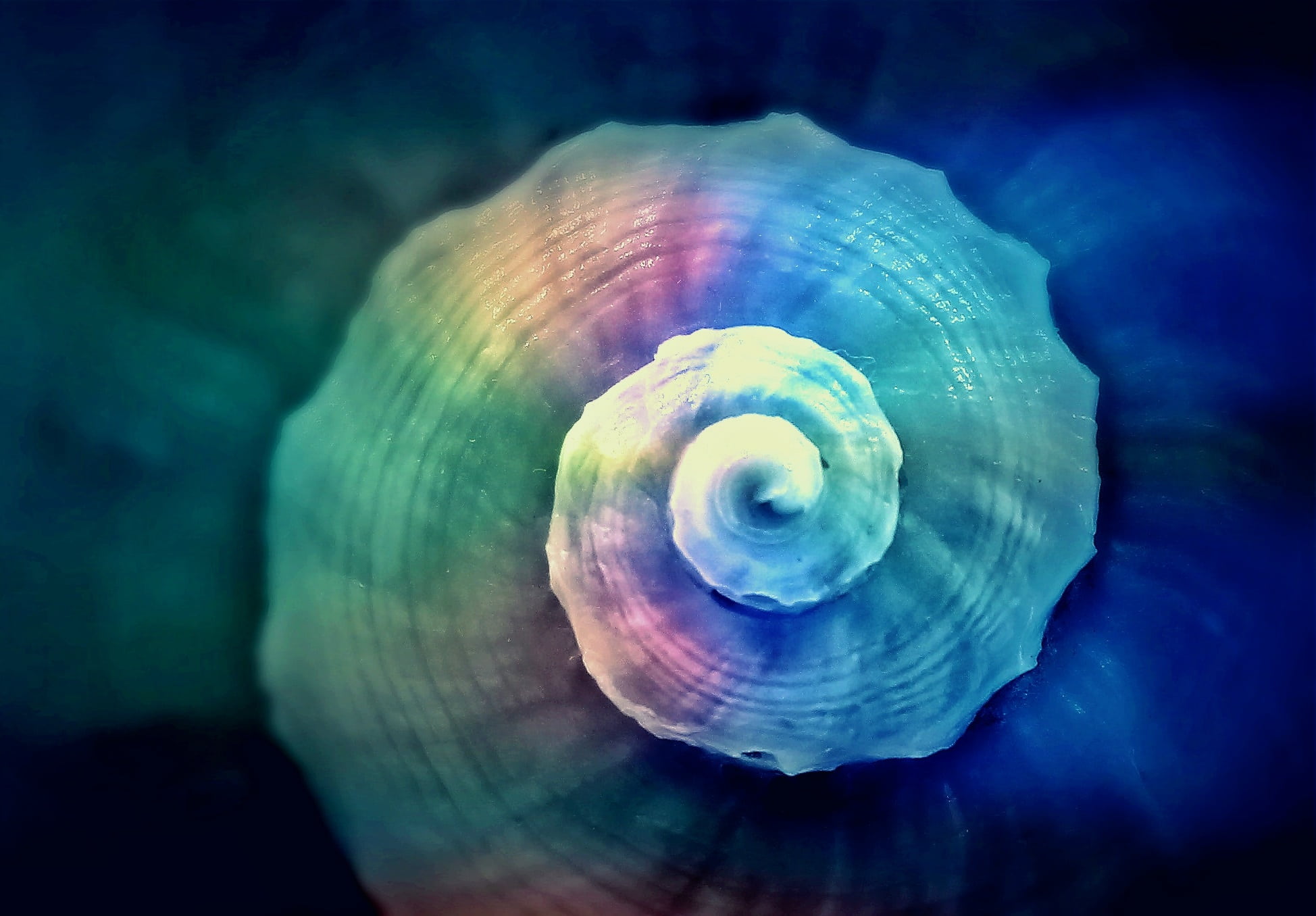 close up, close, beauty in nature, eddy, black background, sea animals, colorful, close-up, water creature, natural pattern, sea life, snail, maritime, HD Wallpaper