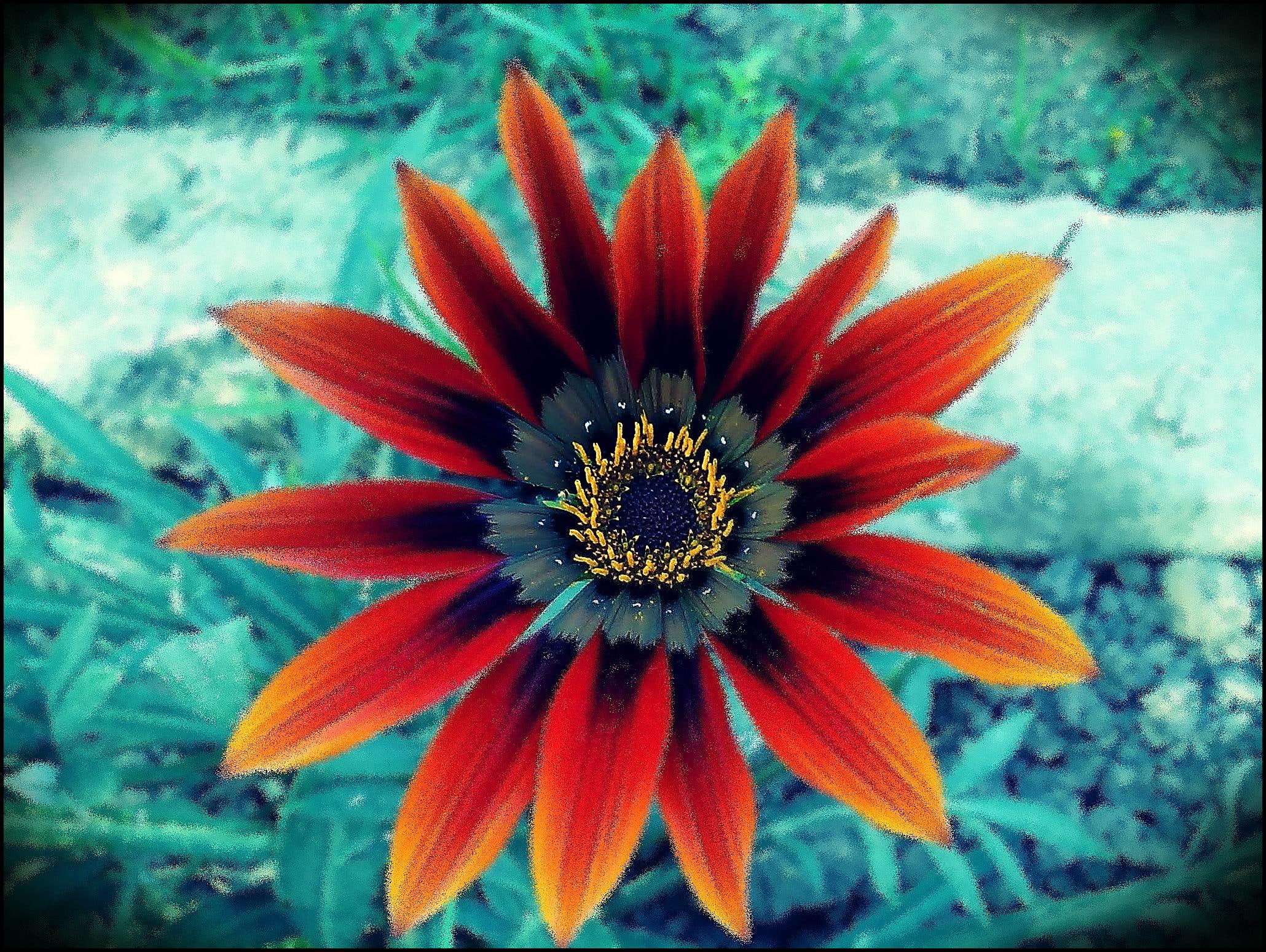 colourful, bright, edit, nature, 3d and abstract, spring, flower, photography, orange, 1080P, closeup, viewpoint, HD Wallpaper