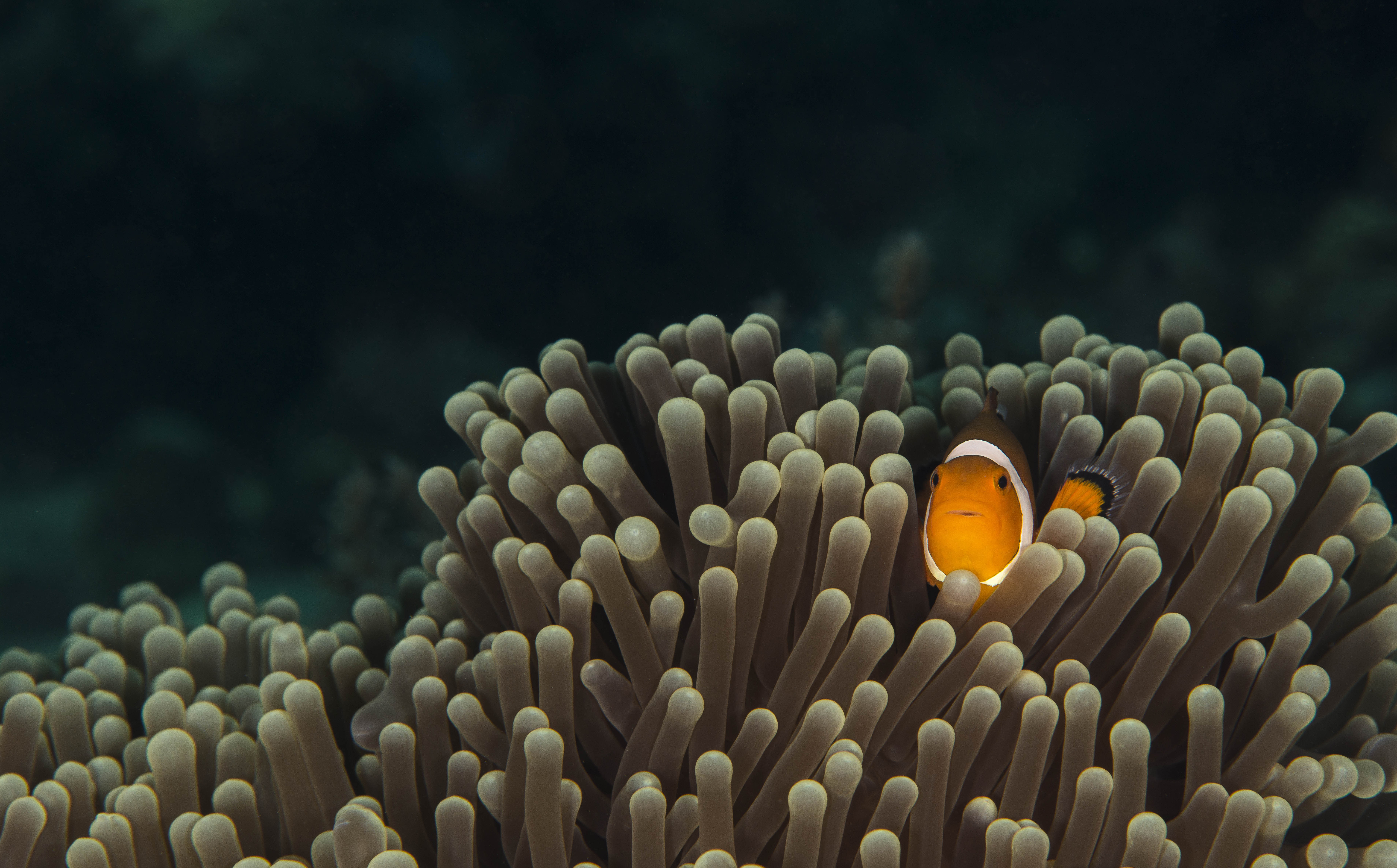 5K, Underwater, Fish, Algae, 8K, HD Wallpaper