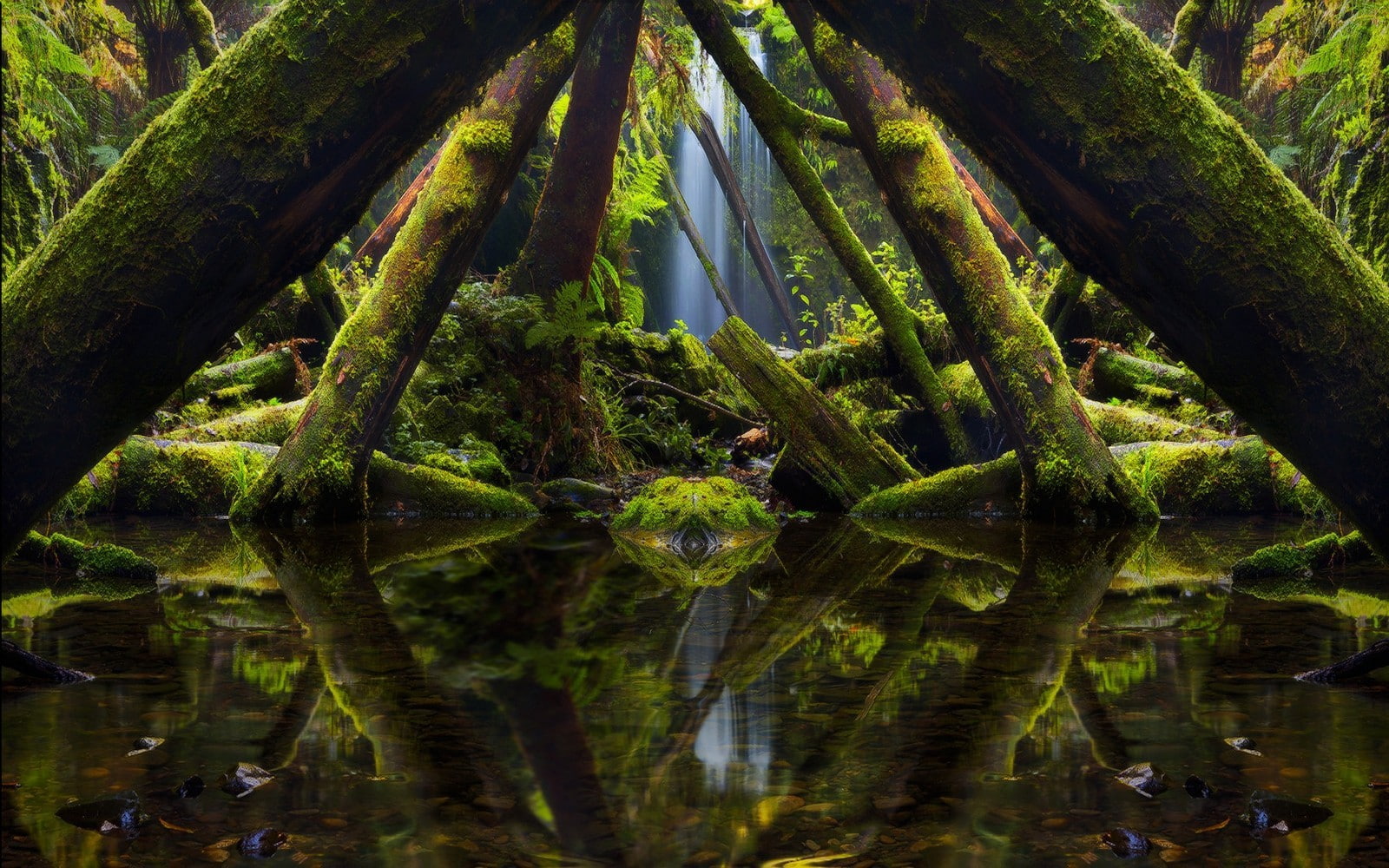 photography, plants, reflection, trees, algae, water, nature, 720P, photo manipulation, HD Wallpaper