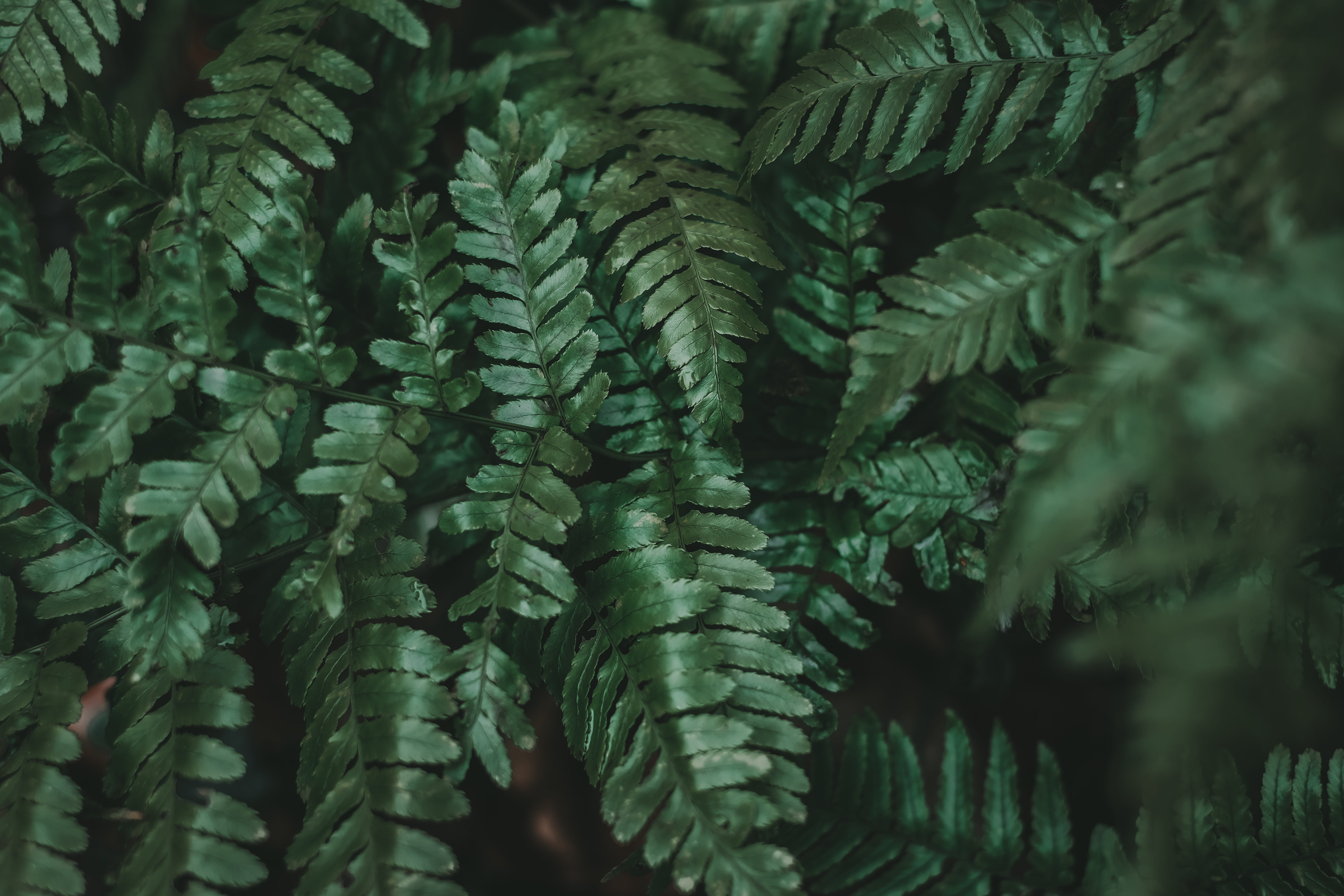 plant part, tree, coniferous tree, astragalus, outdoors, flower, backgrounds, vulnerability, urban jungle, leafed, mammal, 5K, plant, no people, fir tree, HD Wallpaper