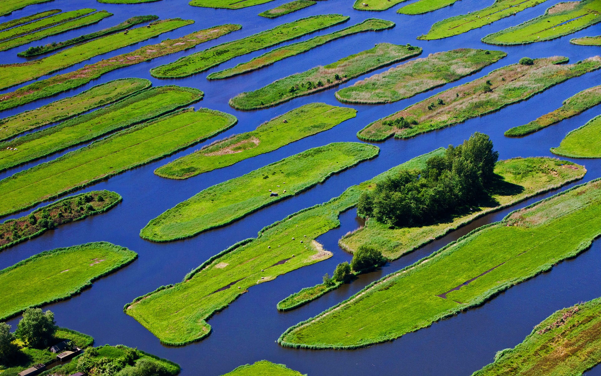 plant, swamp, day, high angle view, water, lake, beauty in nature, green color, algae, growth, blue, green, tranquility, no people, islands, scenics - nature, HD Wallpaper