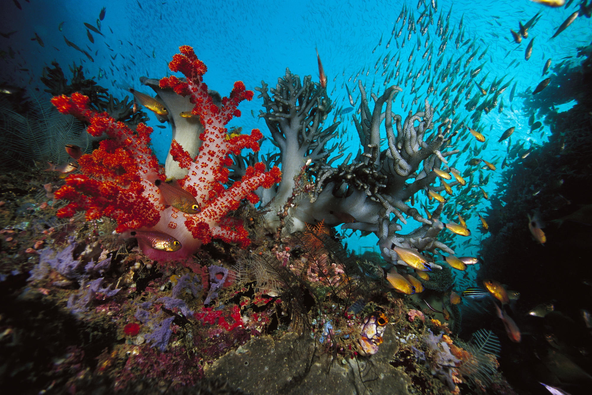 colored, 1080P, fish, underwater world, algae, HD Wallpaper