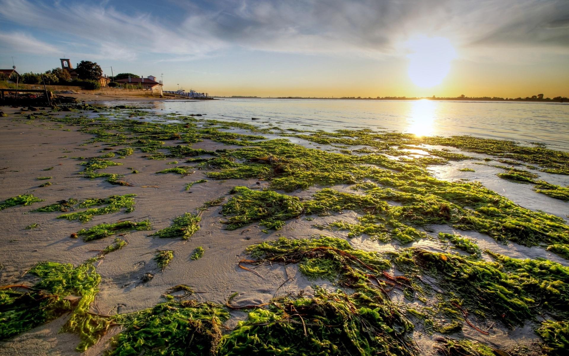 green, beaches, shore, sand, seaweeds, sunrise, algae, beach, 1920x1200, 1080P, HD Wallpaper