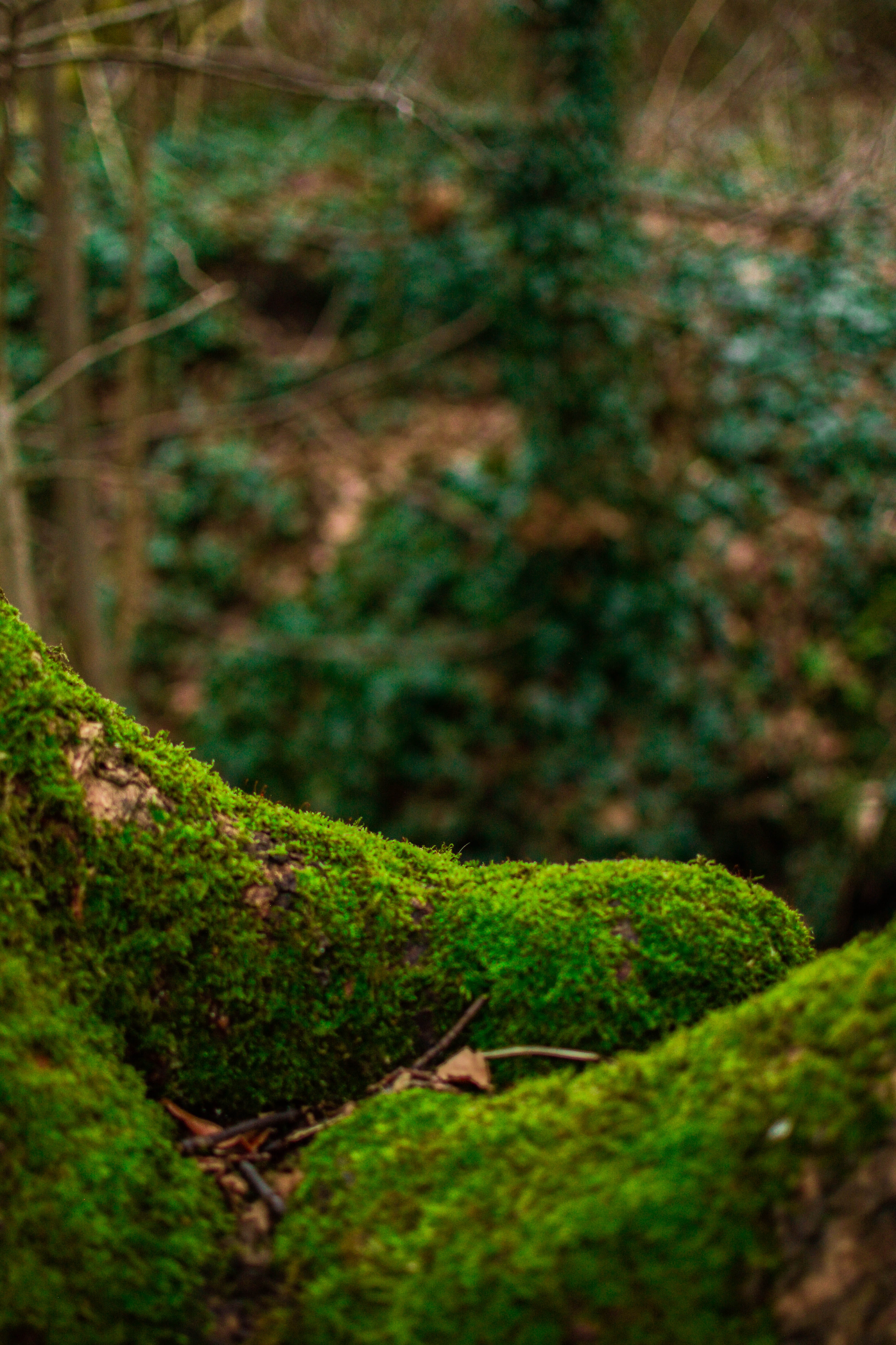 outdoors, ground, bird, plant part, 5K, root, vegetation, nature, algae, forest, leaf, tree, fern, plateau, close-up, day, focus on foreground, beauty in nature, Phone HD Wallpaper