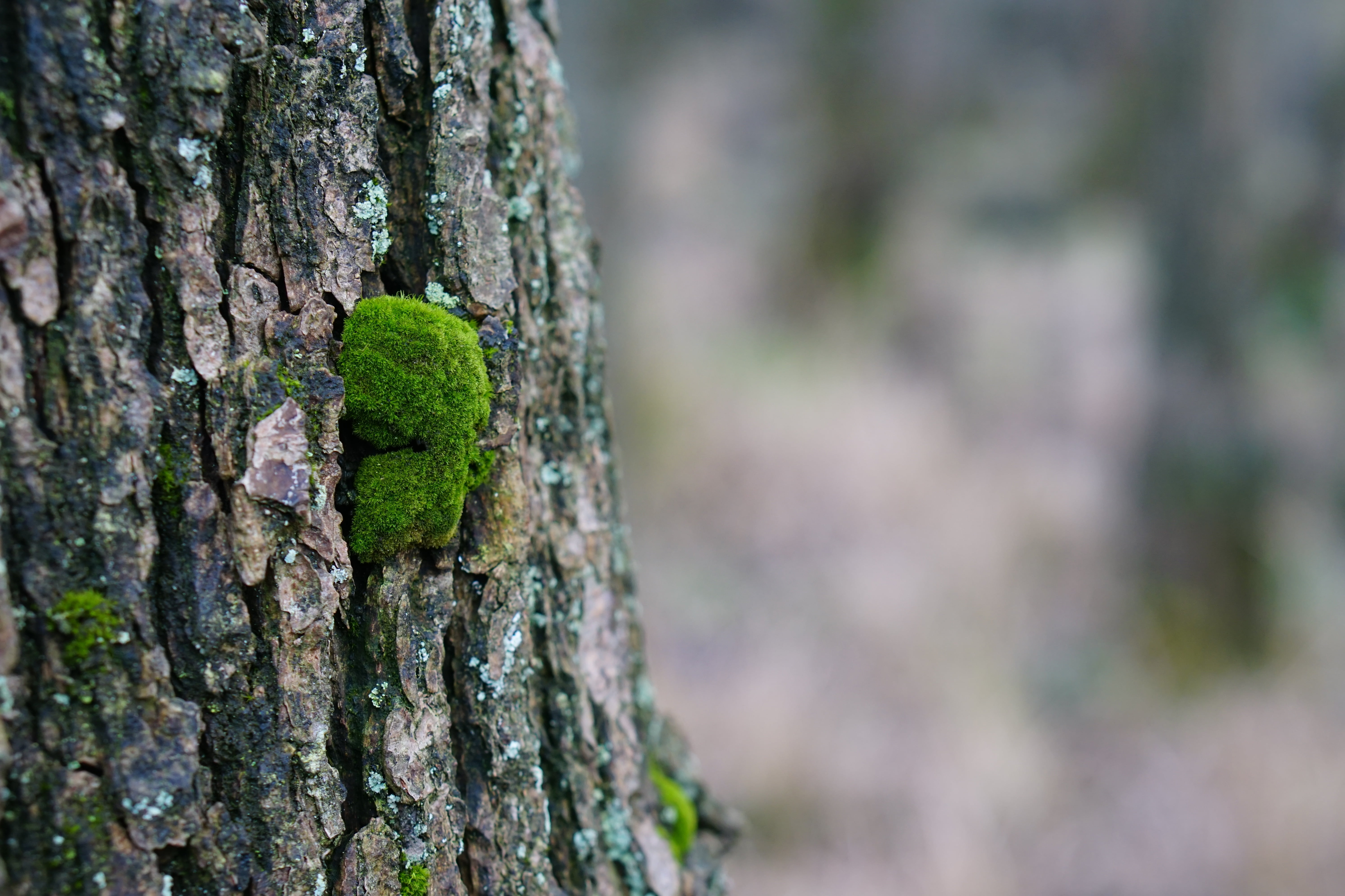 lizard, material, textured, algae, woodland, 5K, plant, brown, tree bark, wood - Material, reptile, trunk, animal themes, pattern, close-up, animal, tree, HD Wallpaper