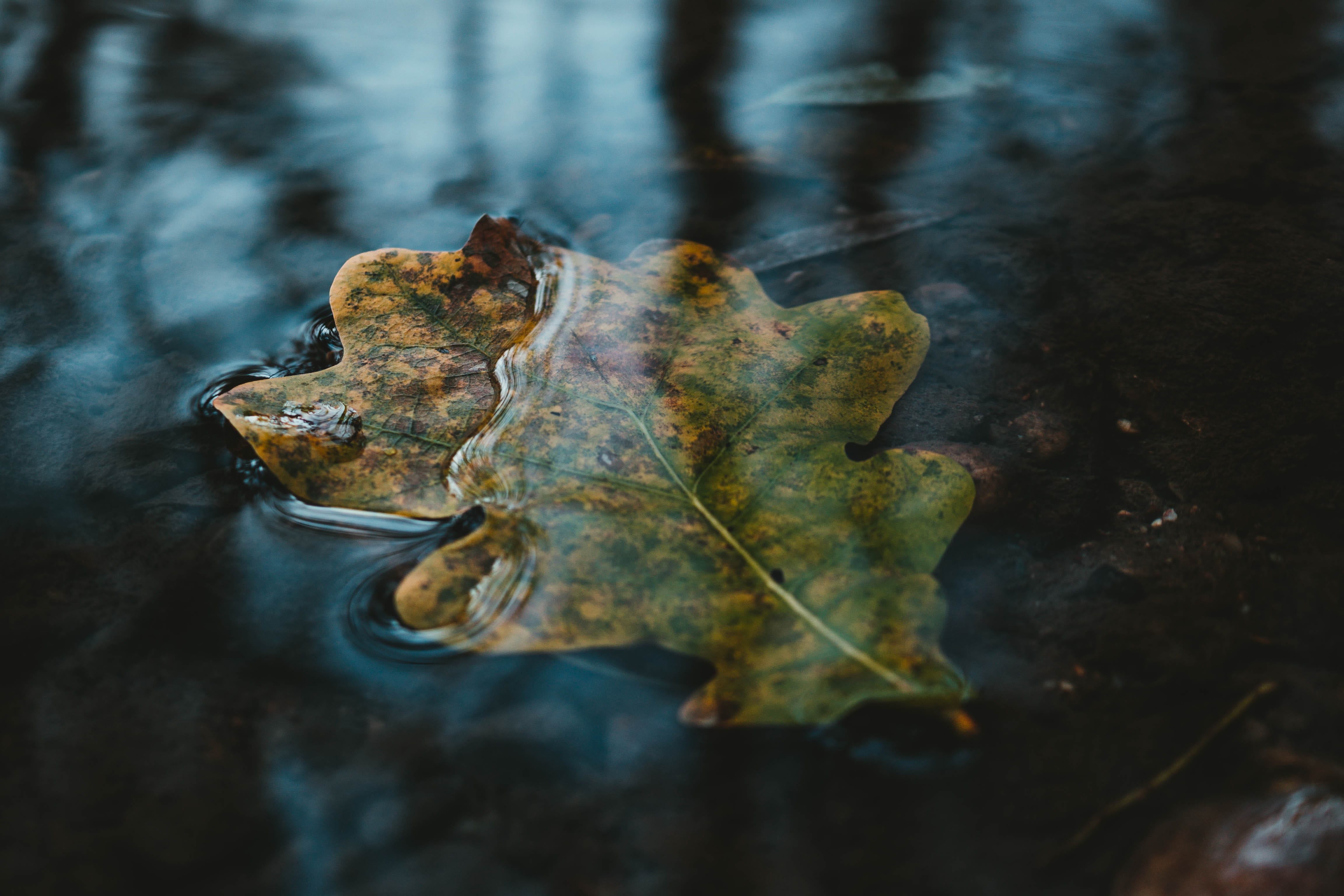 nature, dry, algae, no people, dried, sea, frog, selective focus, animal, wenger moor, land, fragility, river, day, close-up, close, flora, austria, amphibian, HD Wallpaper