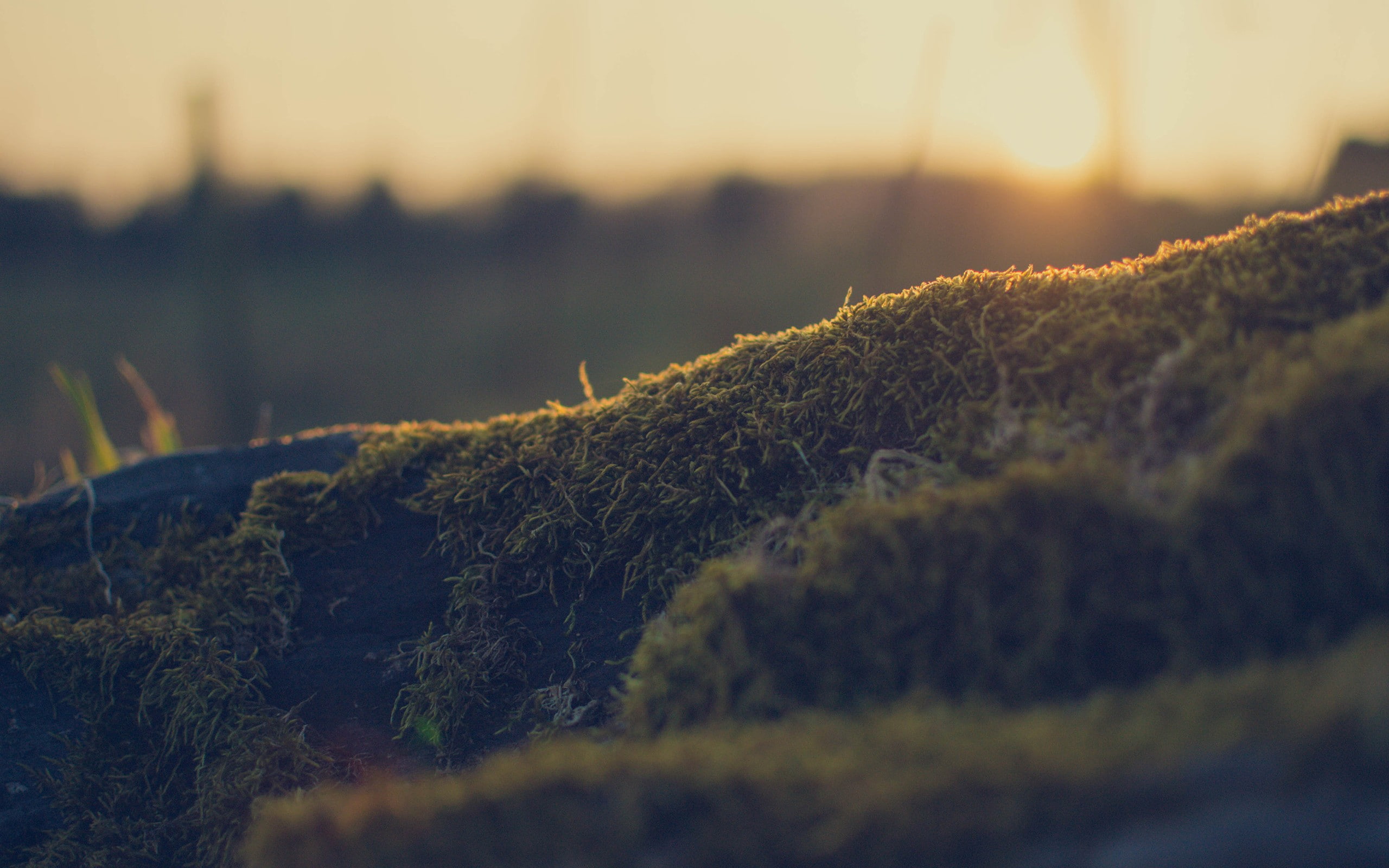 nature, bokeh, rock, depth of field, blurred, macro, photography, landscape, 2K, algae, HD Wallpaper