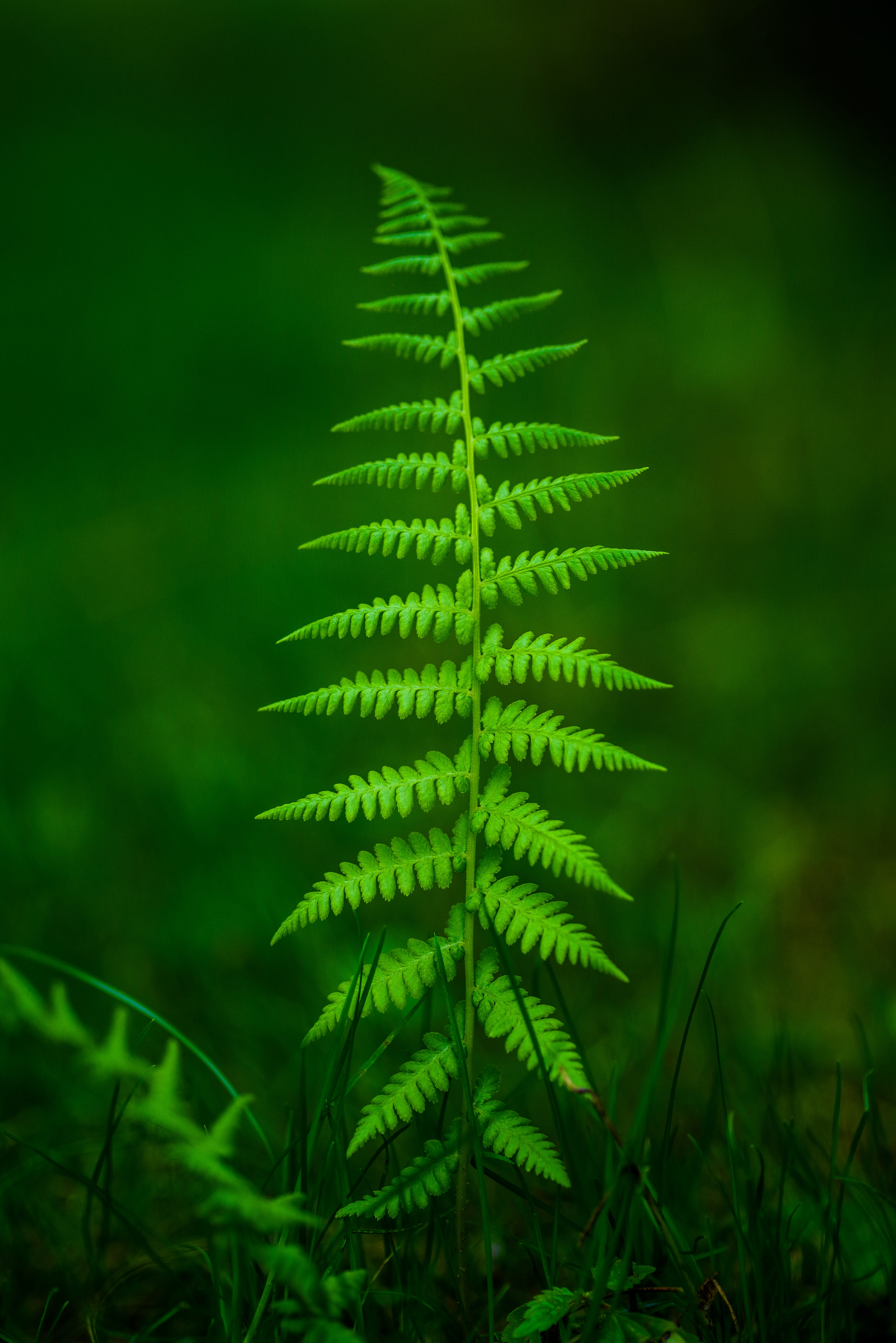 grass, selective, focus, nature, growth, vulnerability, quebec, plant part, beauty in nature, outside, outdoors, soil, rainforest, leaf, field, land, 5K, Phone HD Wallpaper