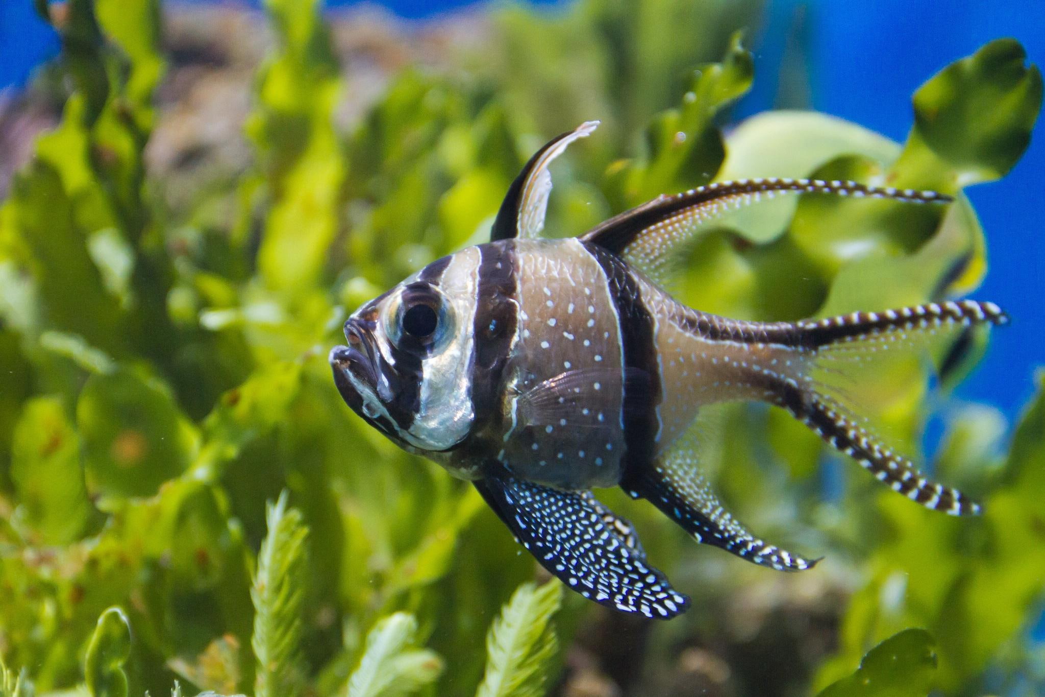 apogon, 1080P, fish, download, algae, kauderna, fishes, lace, cardinal, HD Wallpaper