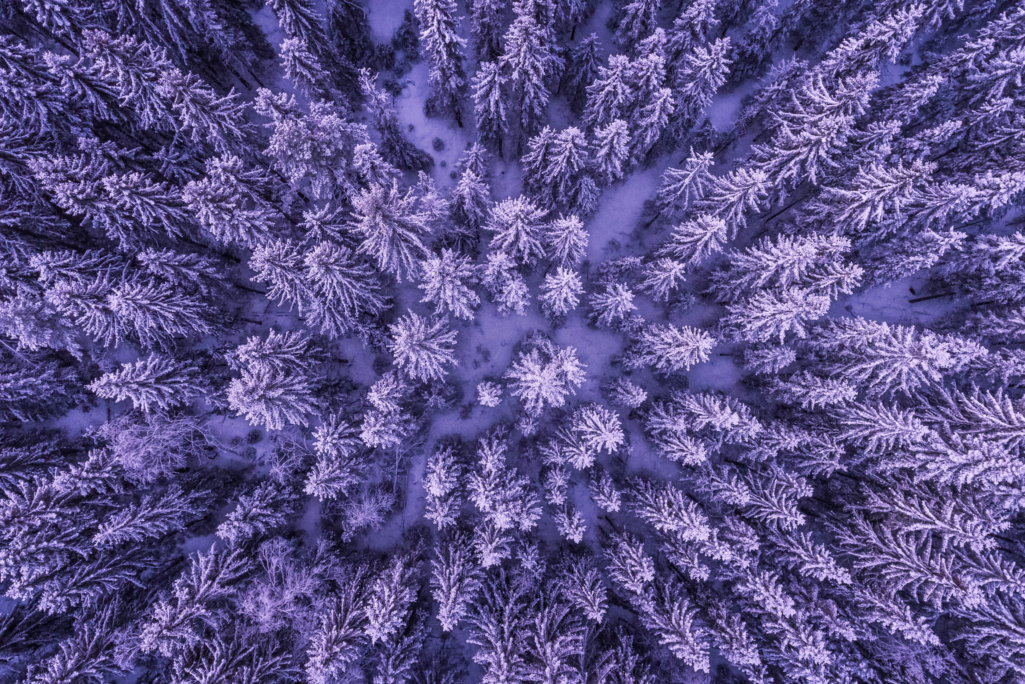 shot, natural, forest, full frame, beauty in nature, pattern, cold temperature, covered, purple, nature, textile, material, abstract, 2K, close-up, backgrounds, HD Wallpaper