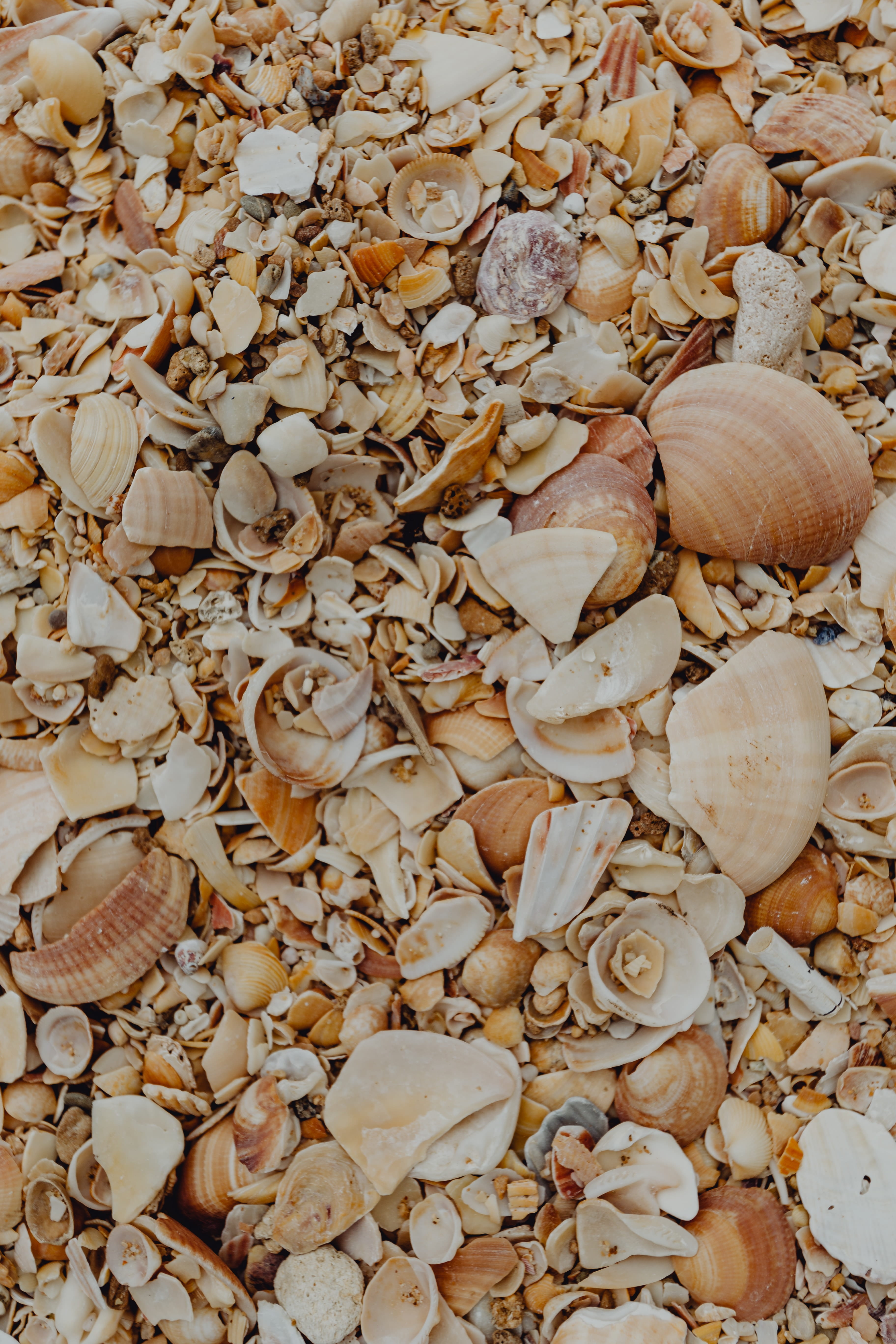 large group of objects, background, portugal, backgrounds, food and drink, shells, textured, food, no people, high angle view, marine, animal wildlife, Phone HD Wallpaper