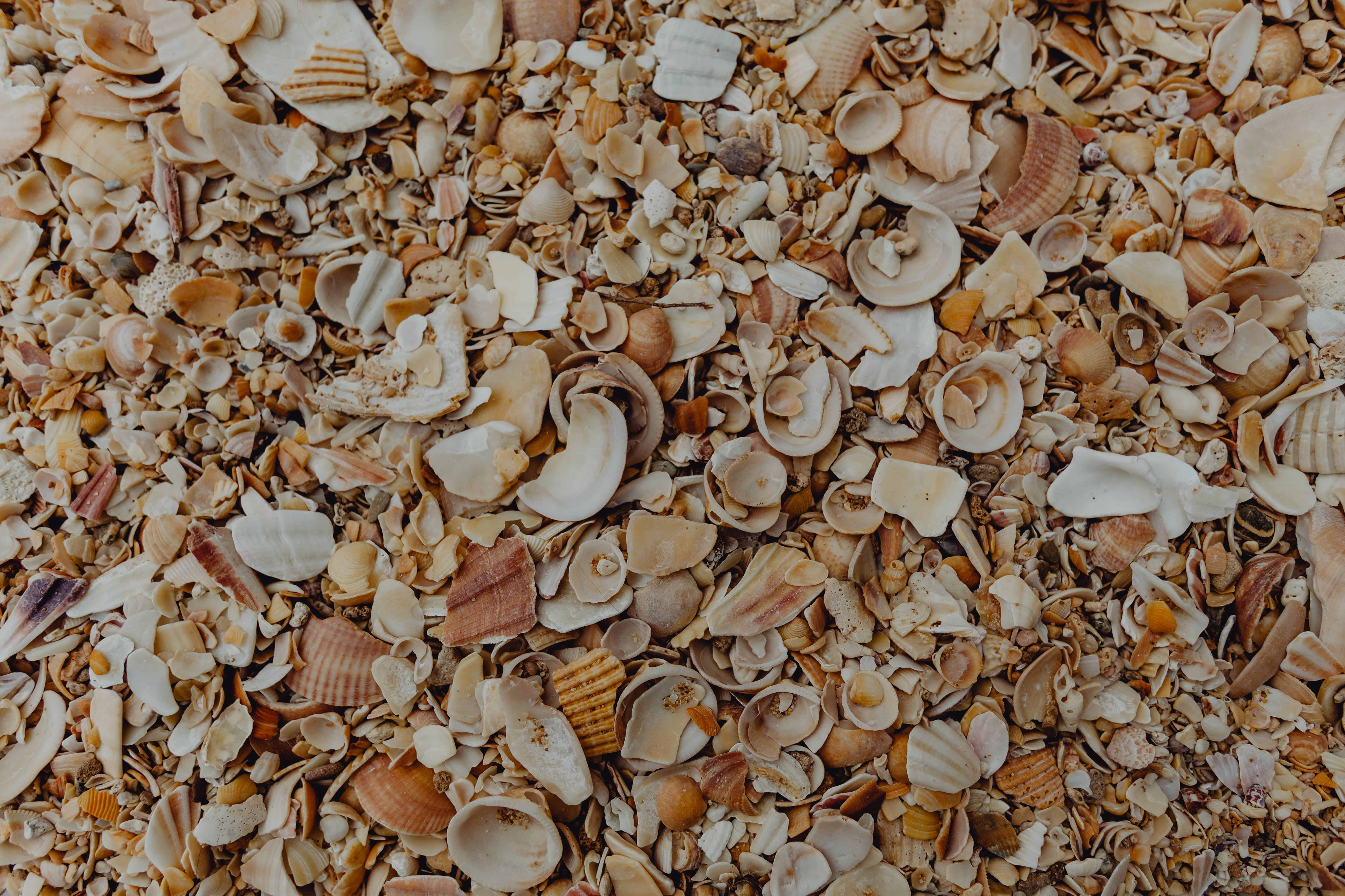 5K, full frame, backgrounds, change, leaf, large group of objects, abundance, beach, beauty in nature, animal shell, dry, algarve, plant part, land, pattern, HD Wallpaper