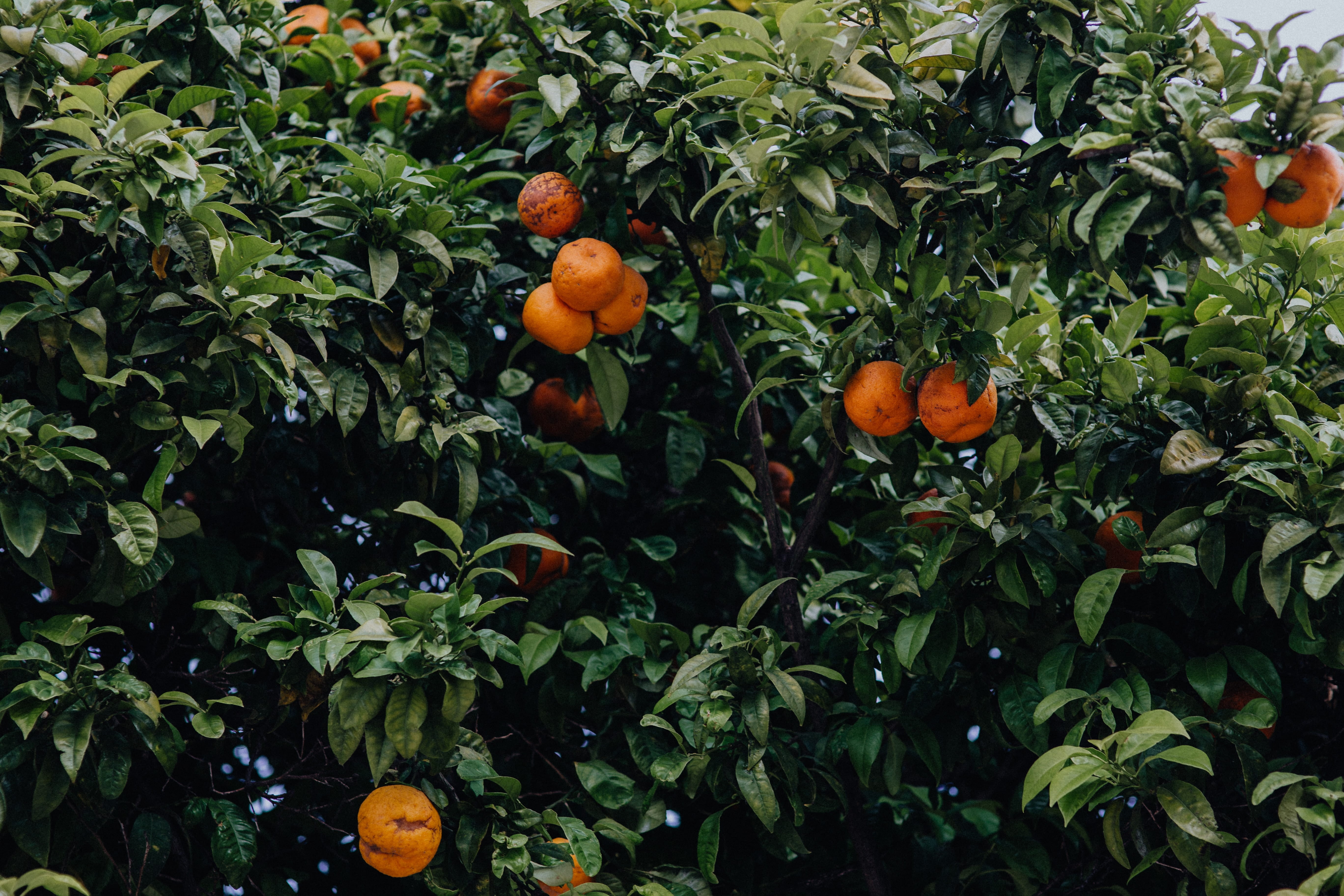 citrus fruit, leaf, plant part, food, 5K, orange - fruit, healthy eating, no people, wellbeing, oranges, ripe, green color, orange color, algarve, outdoors, HD Wallpaper