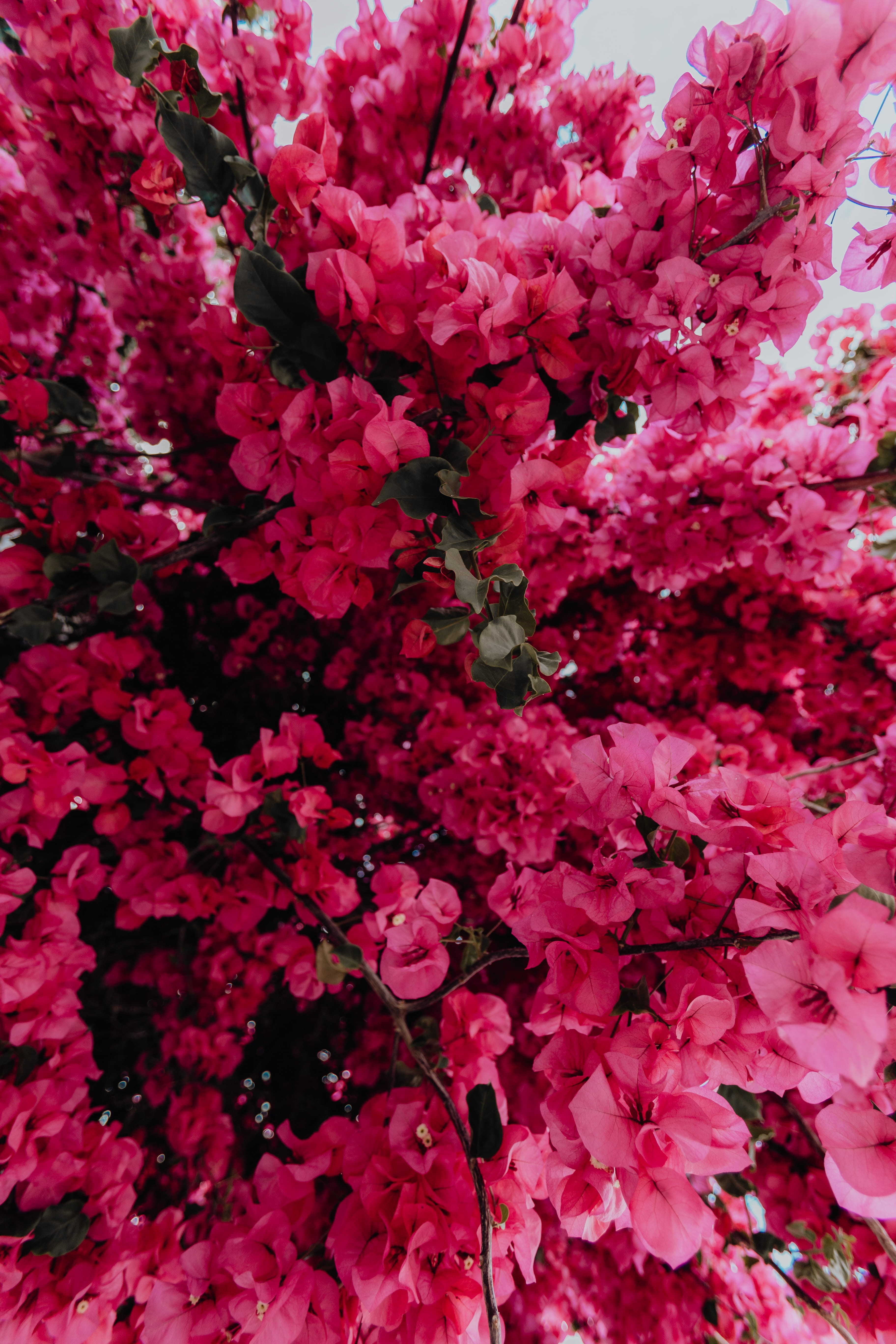 portuguese, 5K, vulnerability, beauty in nature, growth, praia da luz, vibrant, Bougainvillea, algarve, flower, nature, magenta, white, springtime, summer, Phone HD Wallpaper