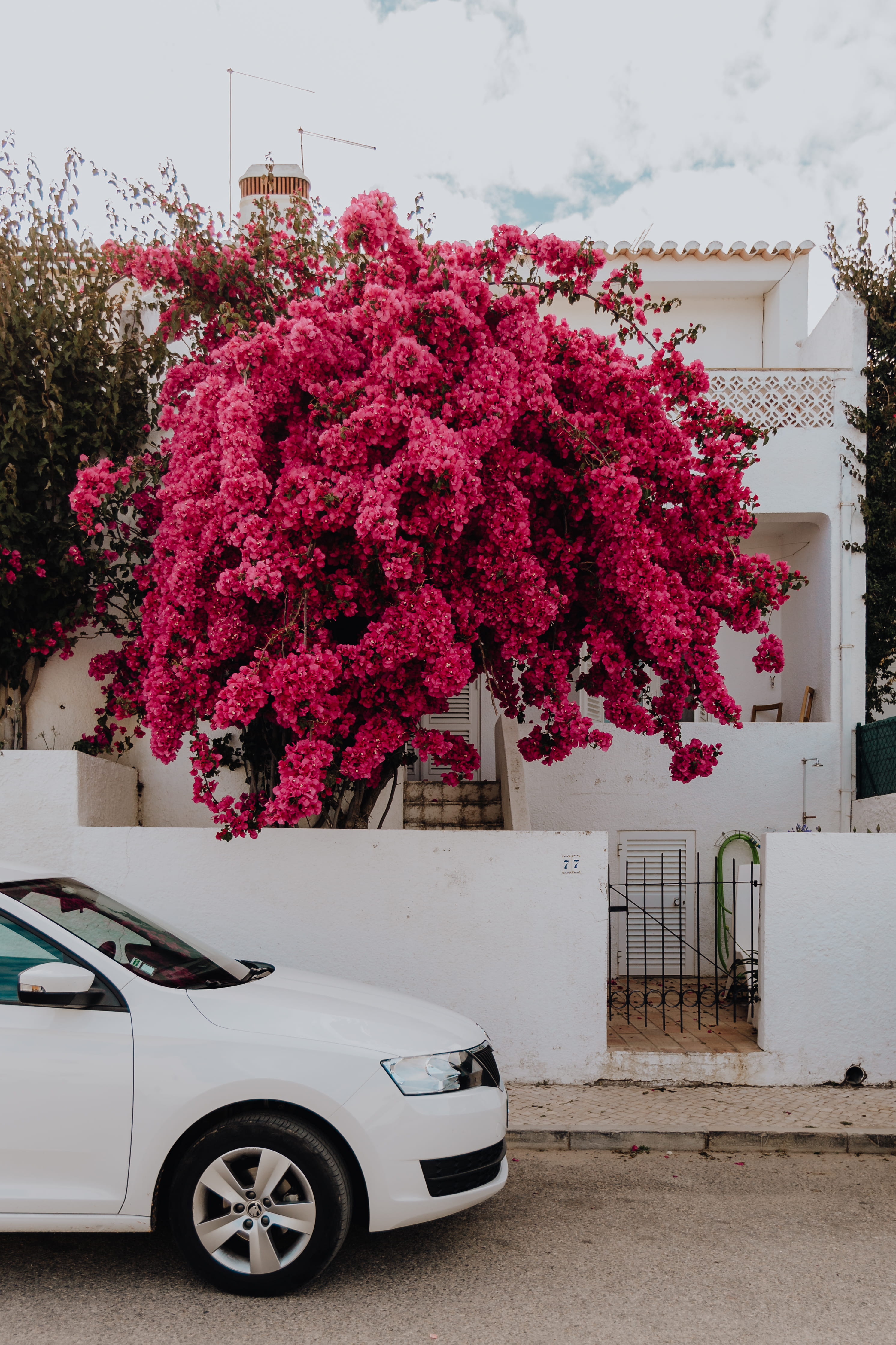 algarve, beauty in nature, cherry blossom, building exterior, traditional, freshness, growth, land vehicle, built structure, no people, pink tree, flowers, Phone HD Wallpaper