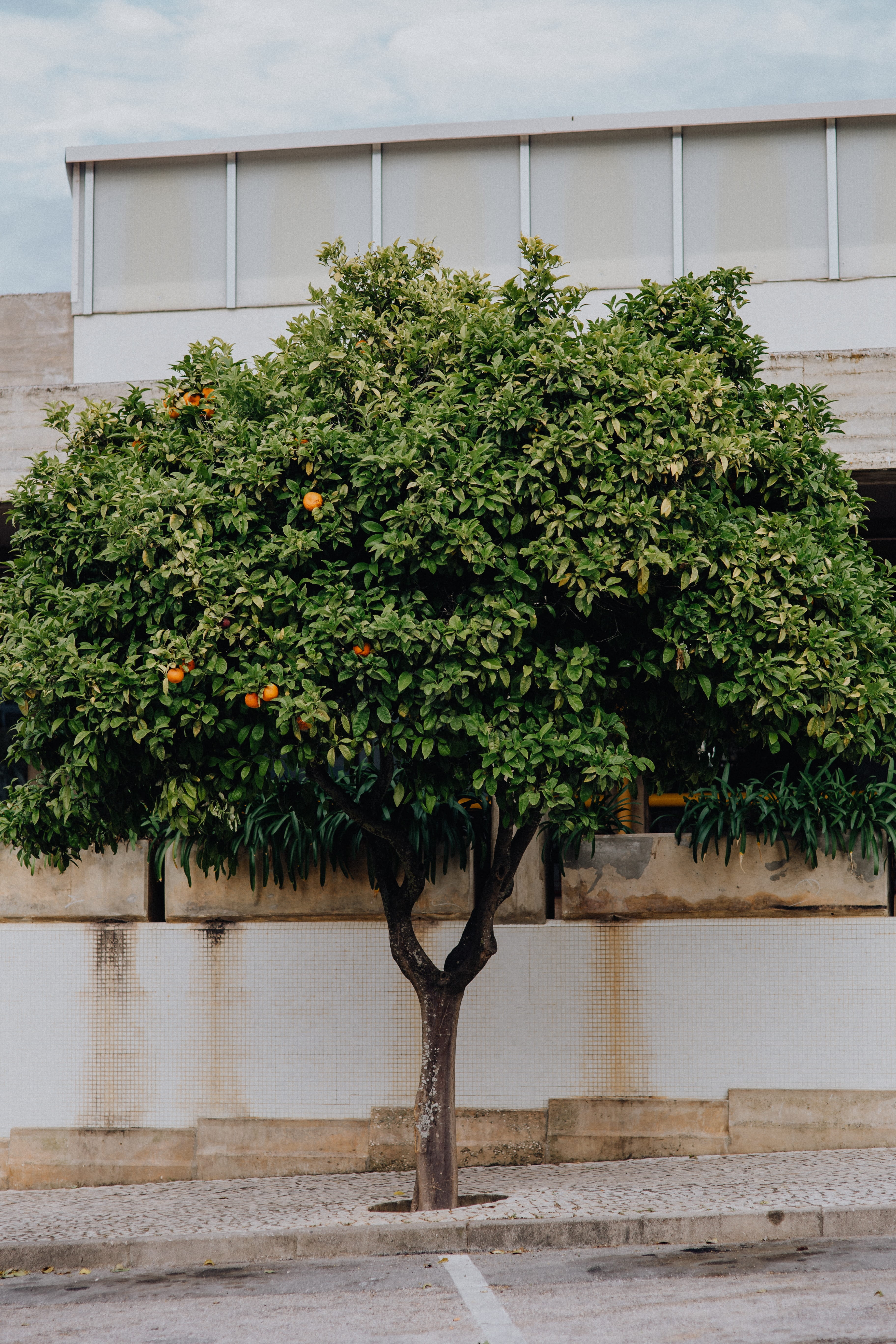 residential district, food, plant, algarve, no people, building exterior, nature, built structure, orange, 5K, lagos, architecture, fruit, building, healthy eating, Phone HD Wallpaper