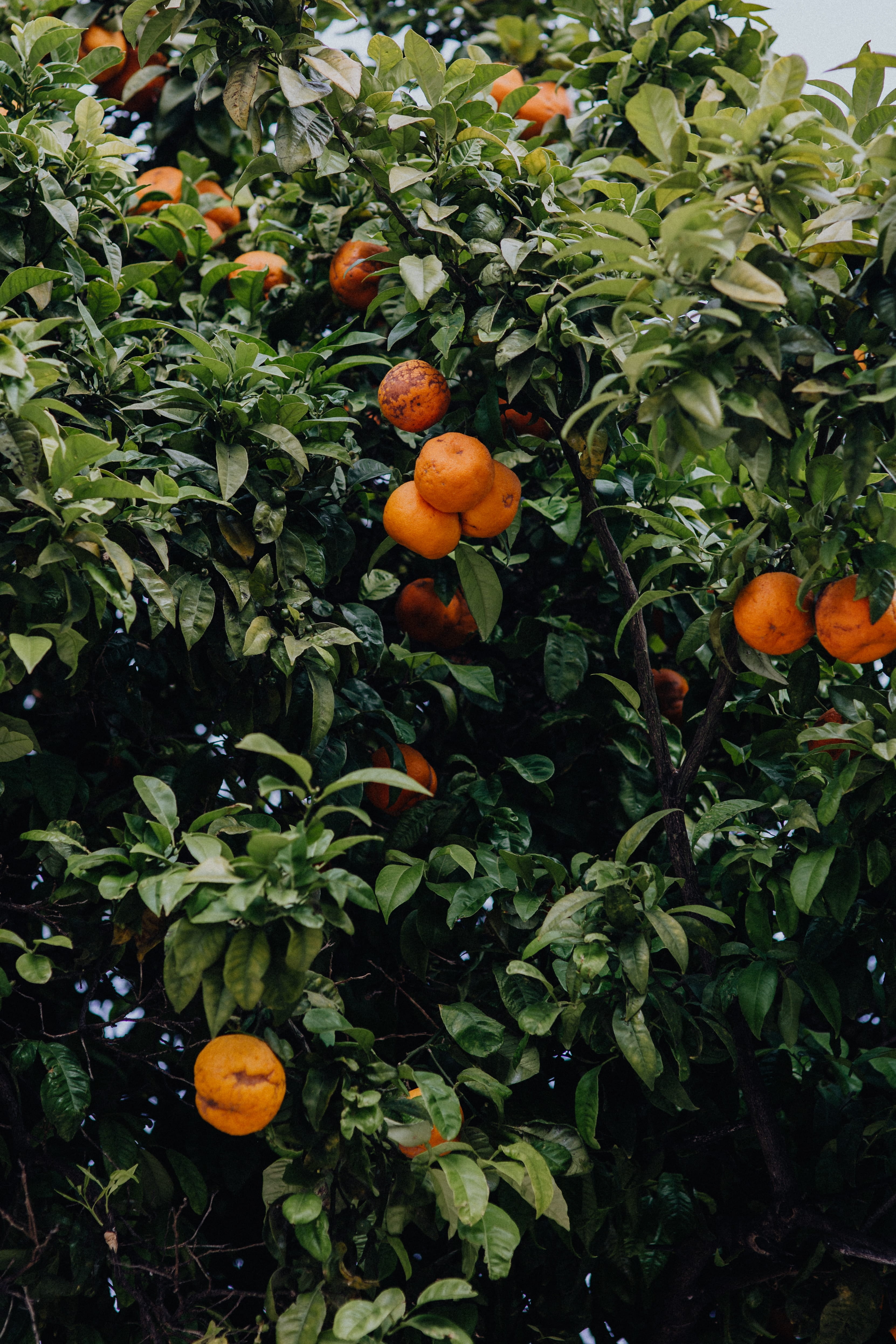 nature, plant, orange - fruit, beauty in nature, lagos, healthy eating, tree, algarve, plant part, ripe, outdoors, oranges, wellbeing, orange color, orange tree, Phone HD Wallpaper
