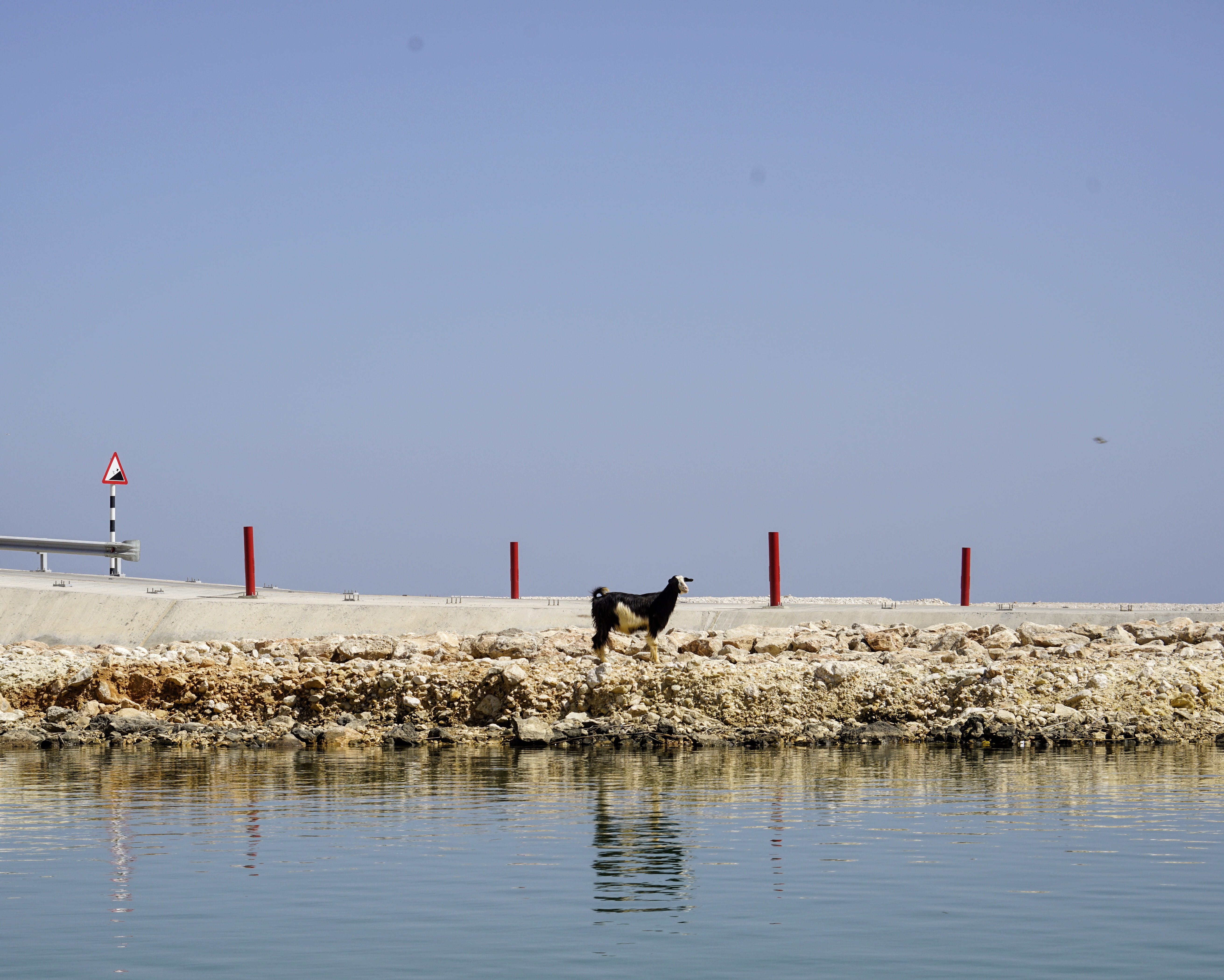 oman, land, water, pet, one animal, a goat on the small beach bridge in front of the wadi as shab entrance below the highway, eastern hajar mountain, copy space, HD Wallpaper