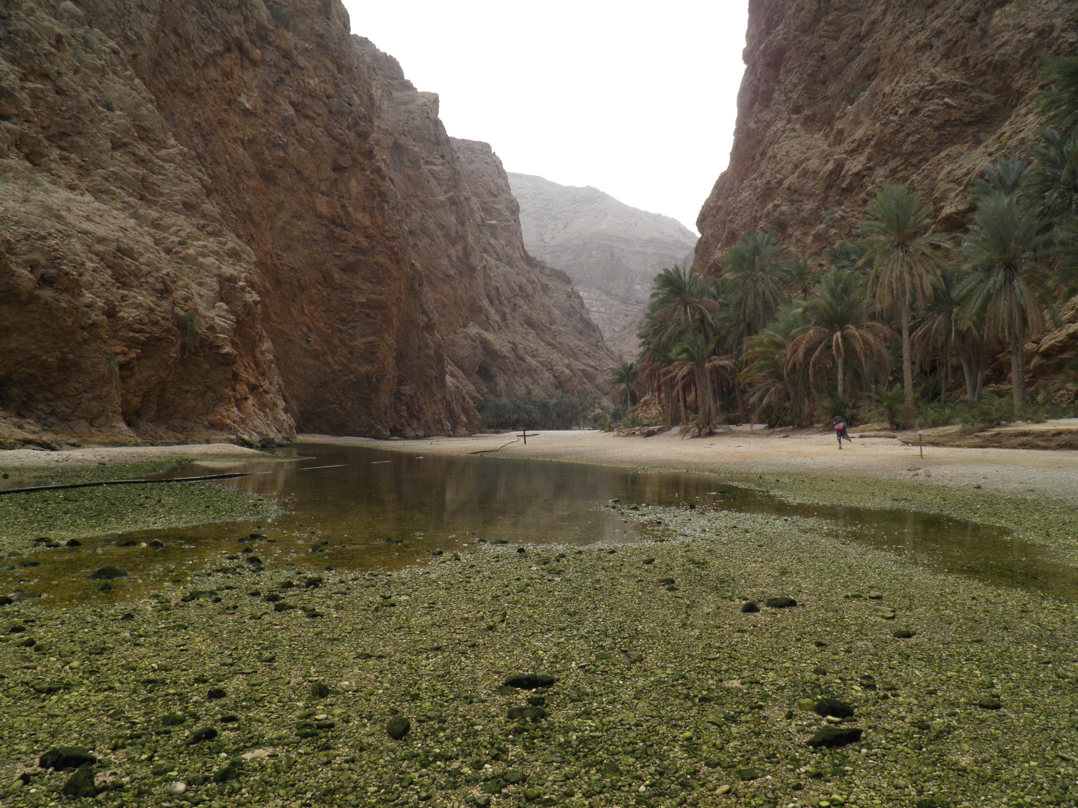 formation, tree, body of water, pond, outdoors, oman, view, beauty in nature, tropical, palm trees, rock formation, sky, 4K, mountain, non-urban scene, HD Wallpaper