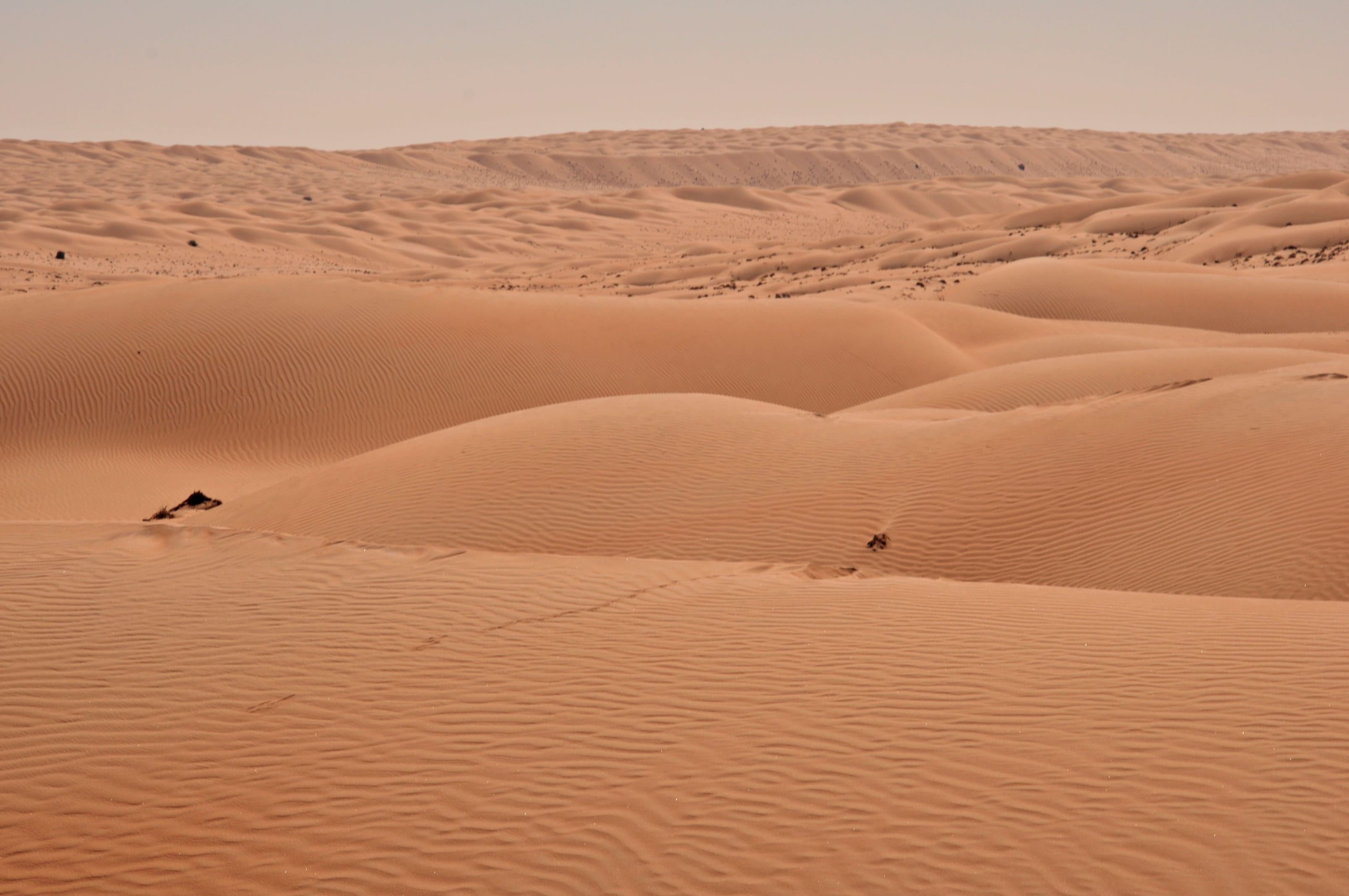 heat, sand dune, desert, sand, travel, clear sky, arid, animal themes, dry, tranquility, climate, oman, animal wildlife, outdoor, footprint, arid climate, HD Wallpaper