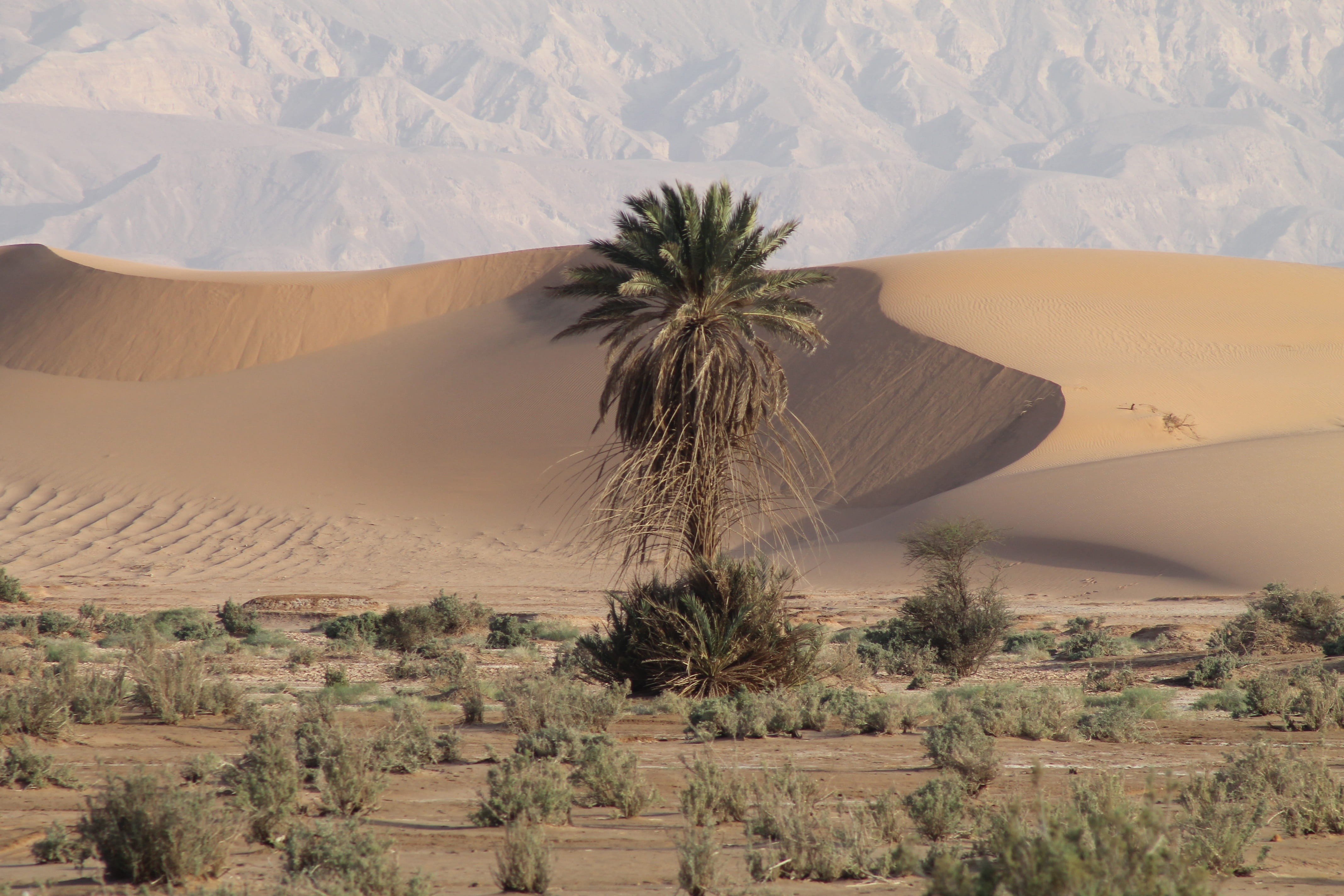 magic, desert, jordan, beauty in nature, travel, aqaba, 4K, tree, geology, palm, non-urban scene, environment, tranquil scene, climate, middle east, plant, HD Wallpaper