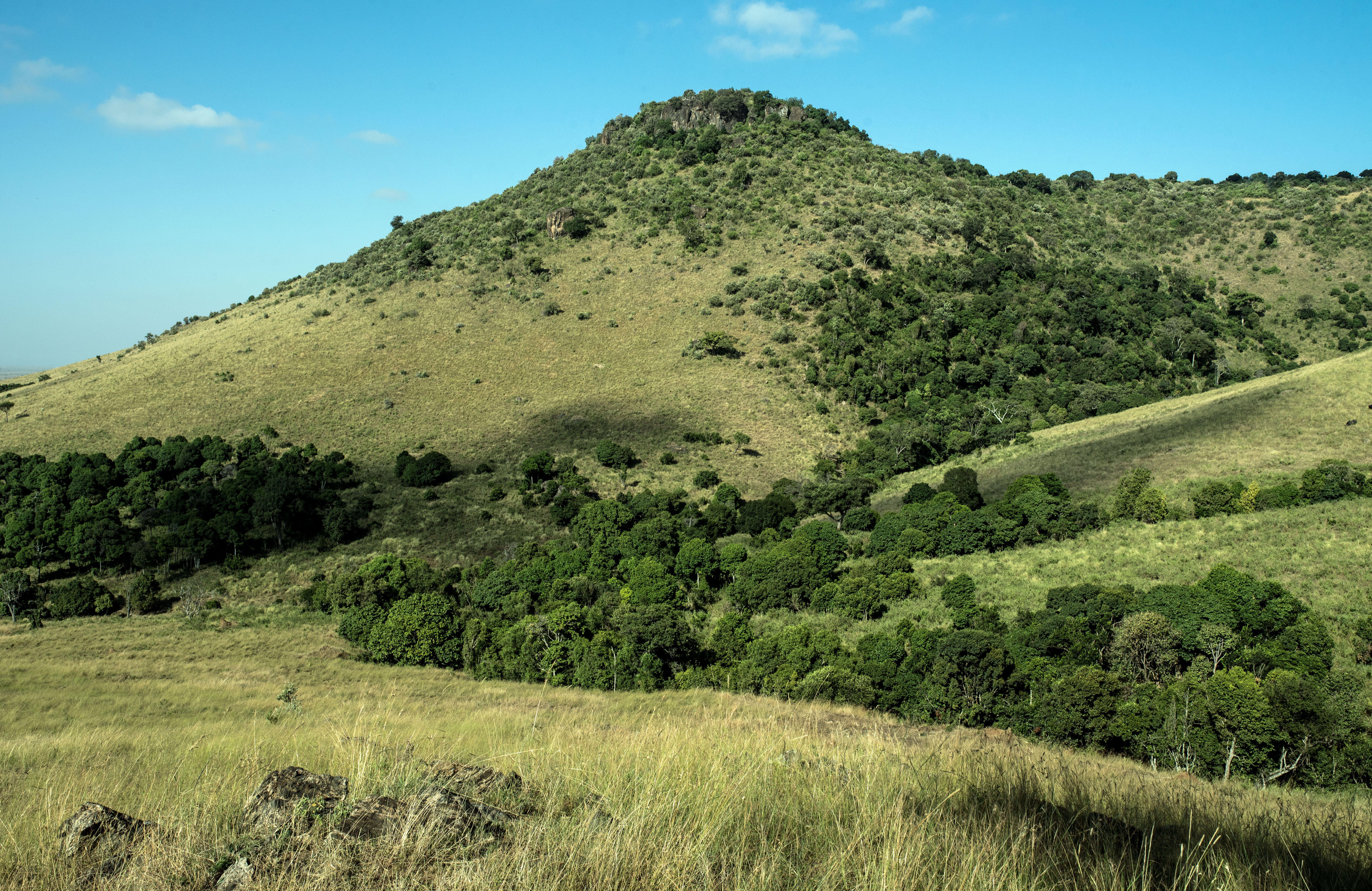 african landscape, tree, day, growth, green color, beauty in nature, tranquility, david clode, safari, plant, idyllic, tranquil scene, land, 5K, no people, HD Wallpaper