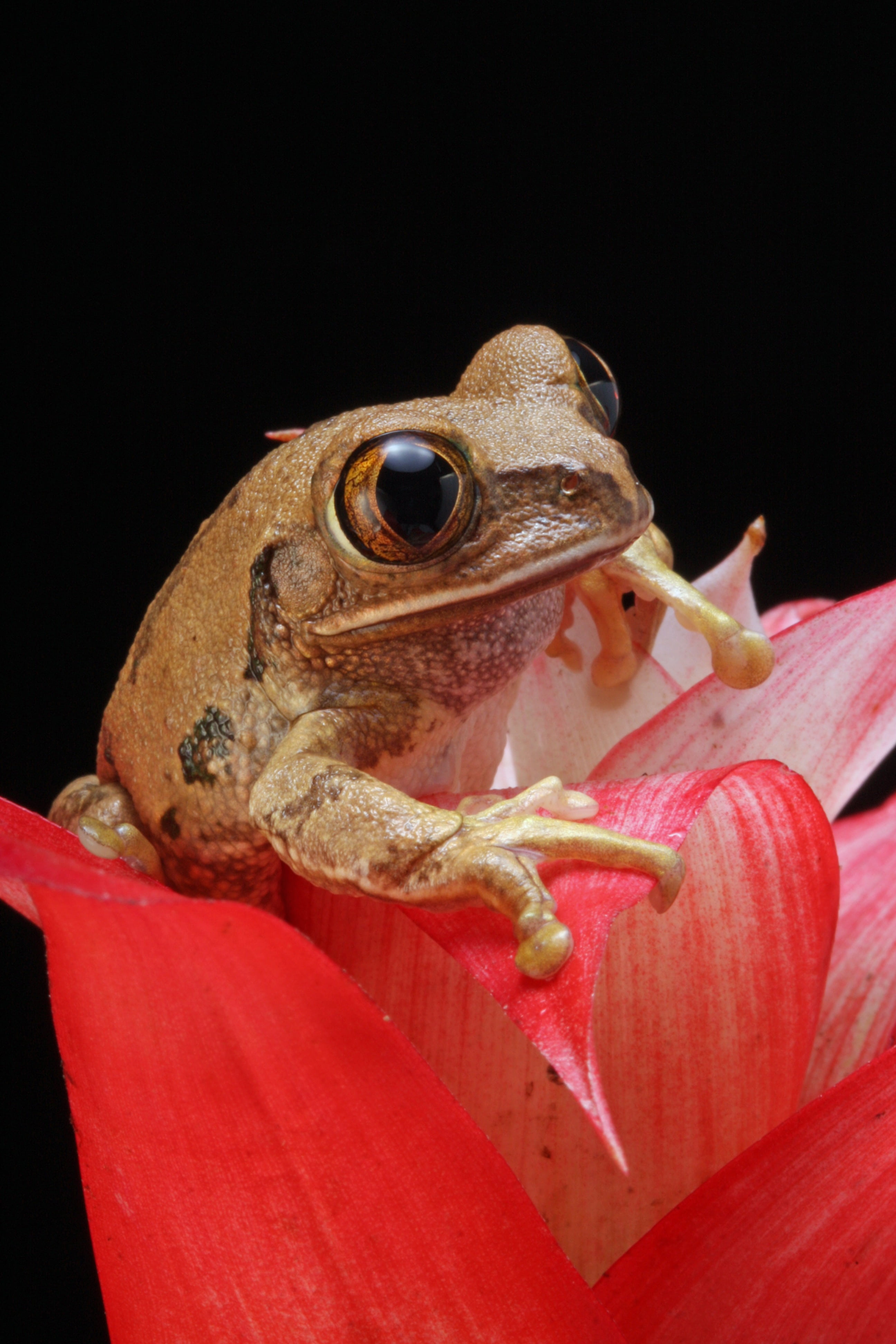 animal body part, photography, black background, pink, nature, painted, red, studio shot, marbled reed frog, plant, reptile, animal mouth, animal themes, Phone HD Wallpaper