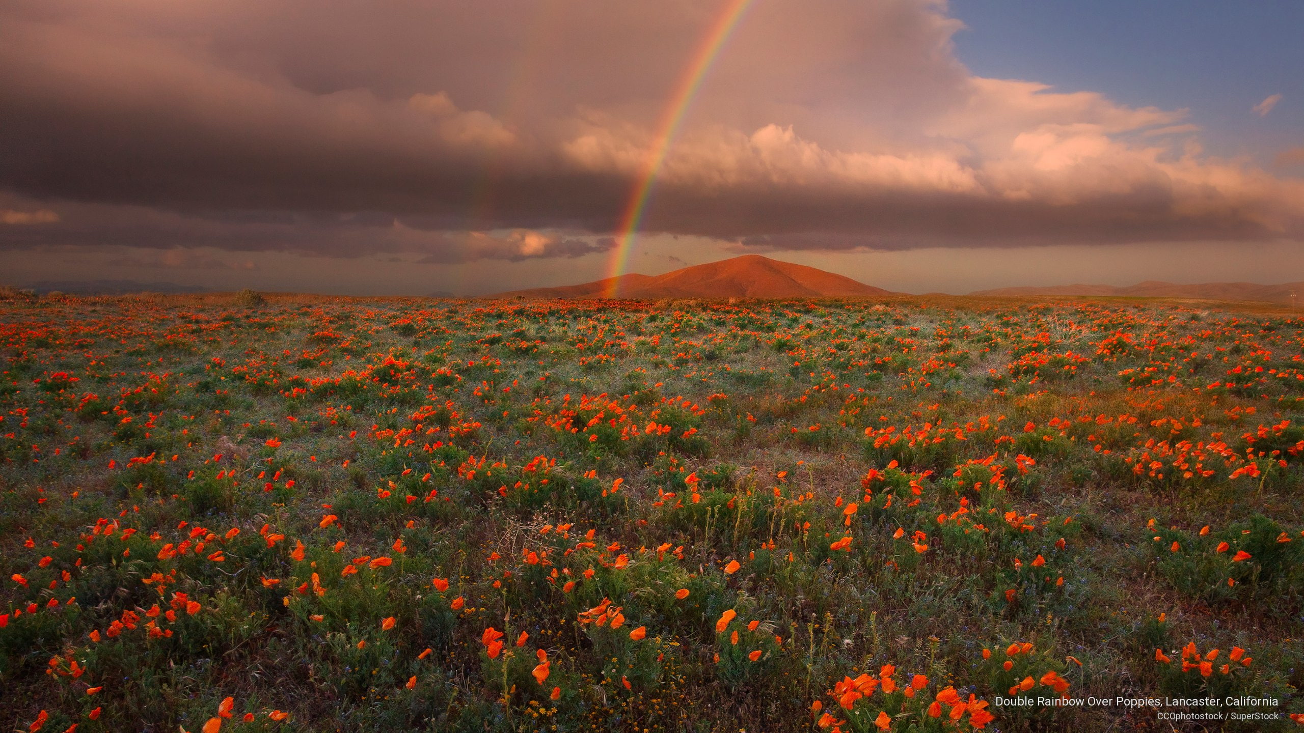 poppies, Spring/Summer, lancaster, rainbow, california, double, 2K, HD Wallpaper