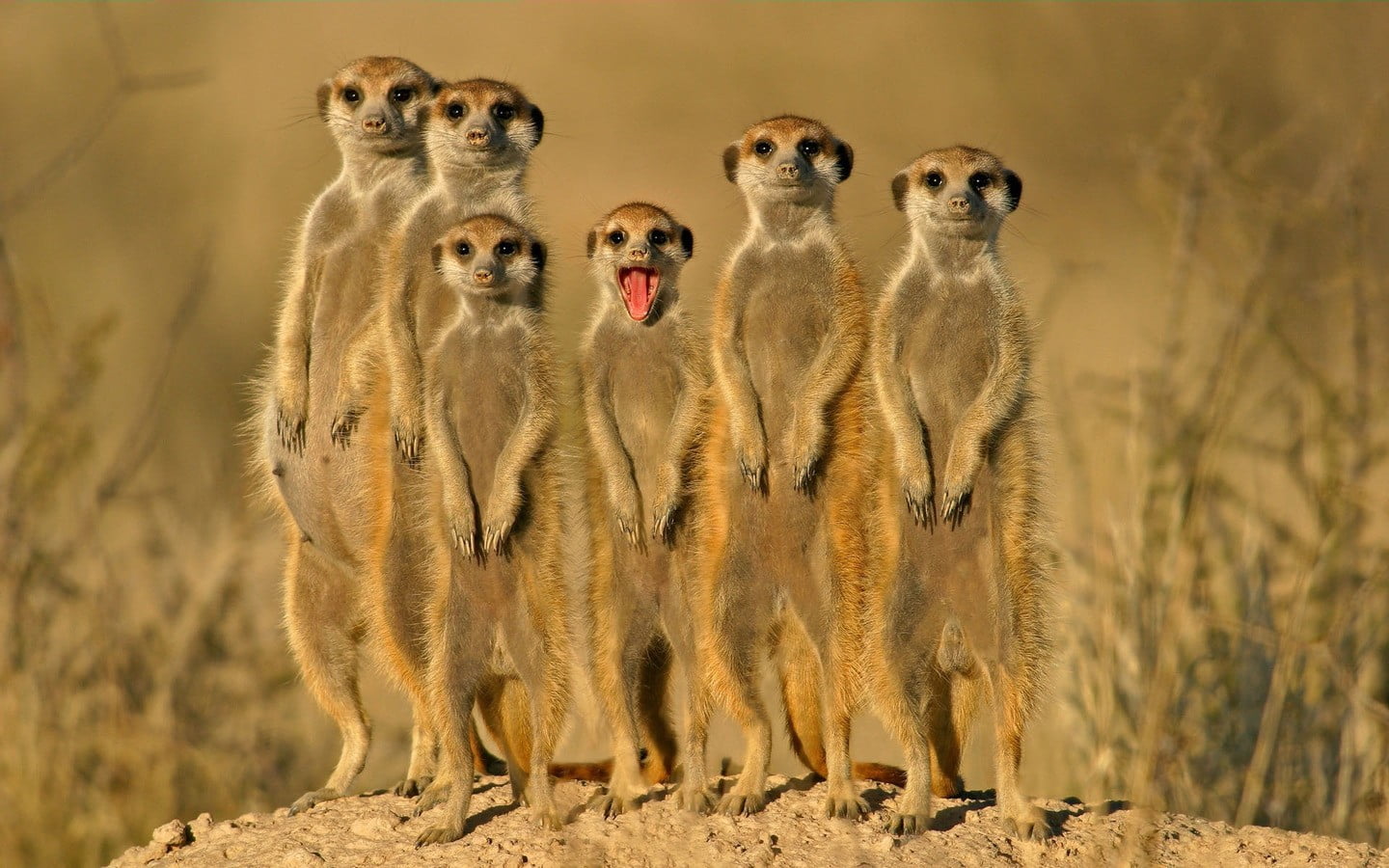 vertebrate, safari, three animals, animal wildlife, security, mammal, alertness, front view, looking at camera, animal family, full length, 720P, animals, HD Wallpaper