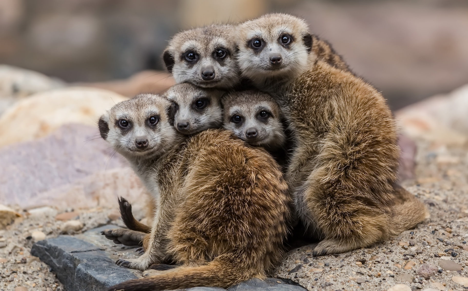 animal themes, rock - object, nature, animal family, mammal, animal, animals in the wild, animals, field, meerkat, solid, 1080P, no people, day, focus on foreground, HD Wallpaper