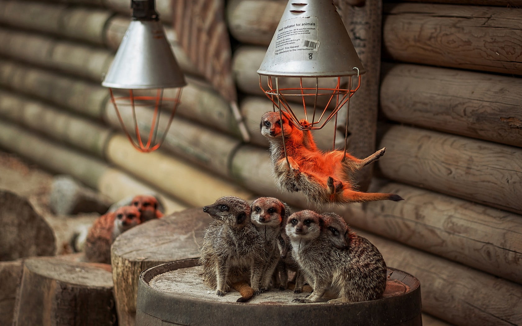 vertebrate, animal wildlife, wood - material, indoors, animal, rodent, animals, grey, meerkats, focus on foreground, lighting equipment, close-up, container, HD Wallpaper
