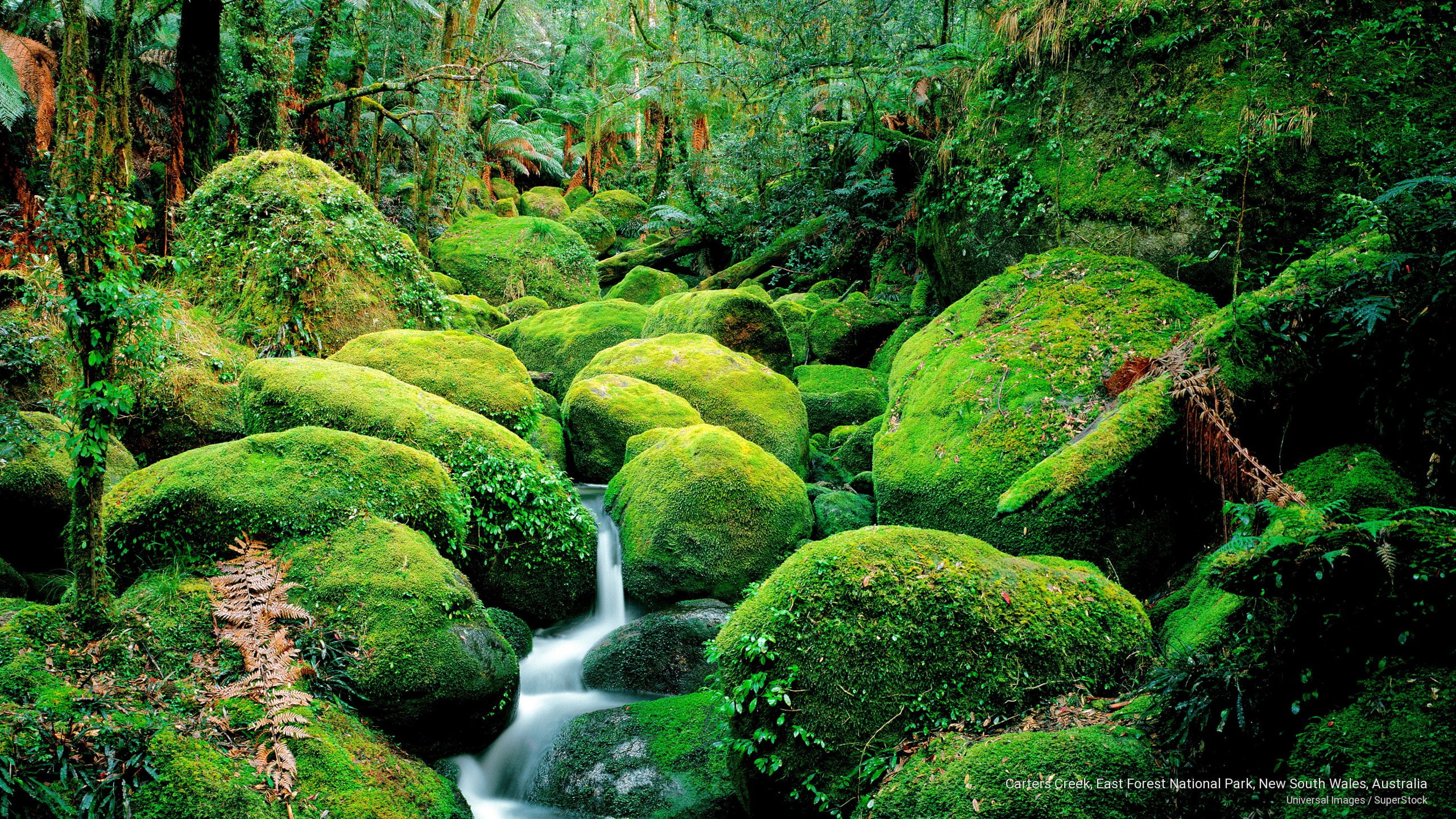 Oceania, national, new, carters, forest, east, australia, 2K, south, creek, wales, park, HD Wallpaper