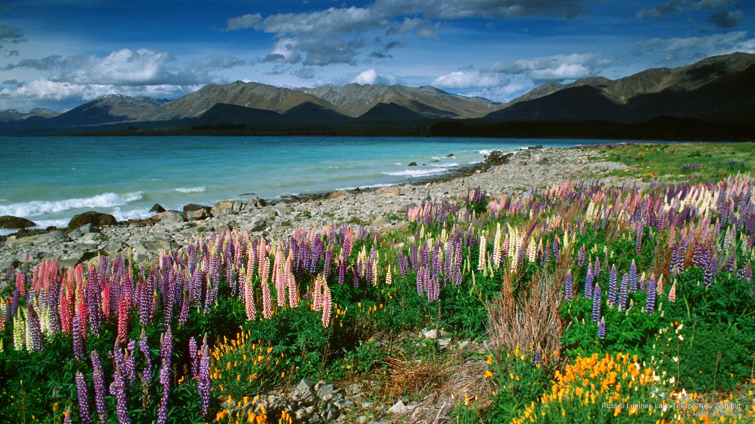 lake, zealand, Oceania, tekapo, new, lupines, russell, 2K, HD Wallpaper