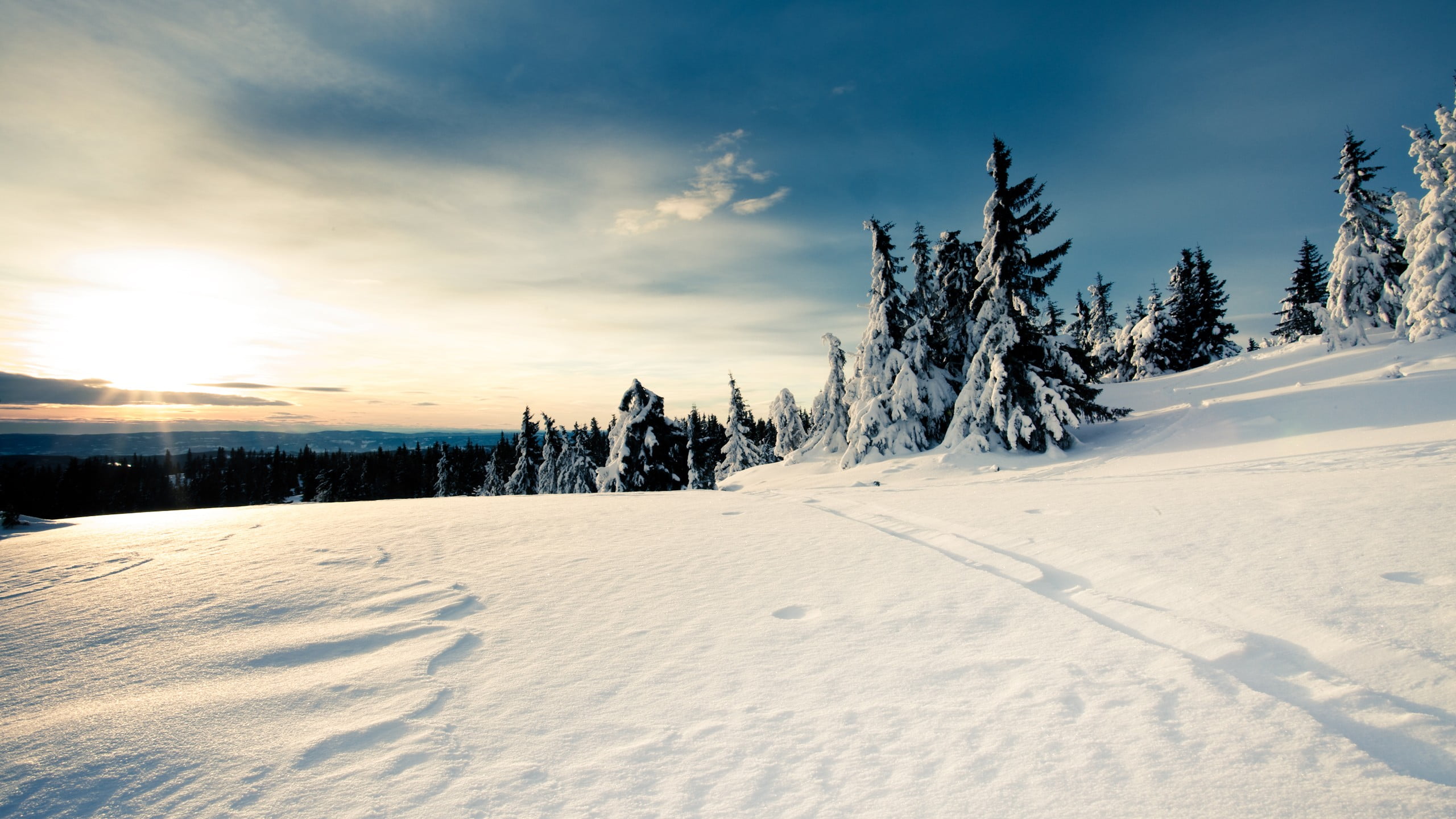 sport, coniferous tree, white color, sky, ski slope, landscape, beauty in nature, nature, field, non-urban scene, white, plant, sunlight, pine tree, winter, HD Wallpaper
