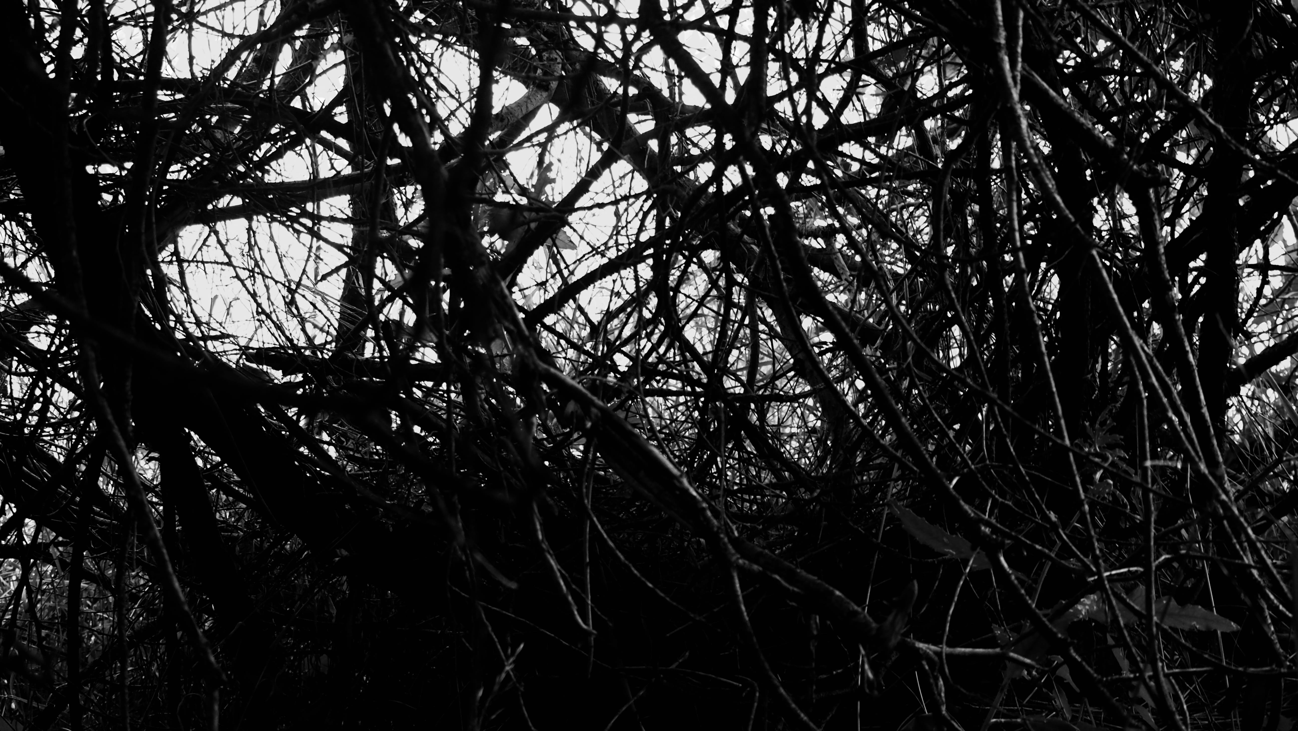 outdoors, harsh world, soul, beauty in nature, full frame, backgrounds, tree, nature, ever wild, tree trunk, branch, plant, silhouette, depth, tranquility, HD Wallpaper
