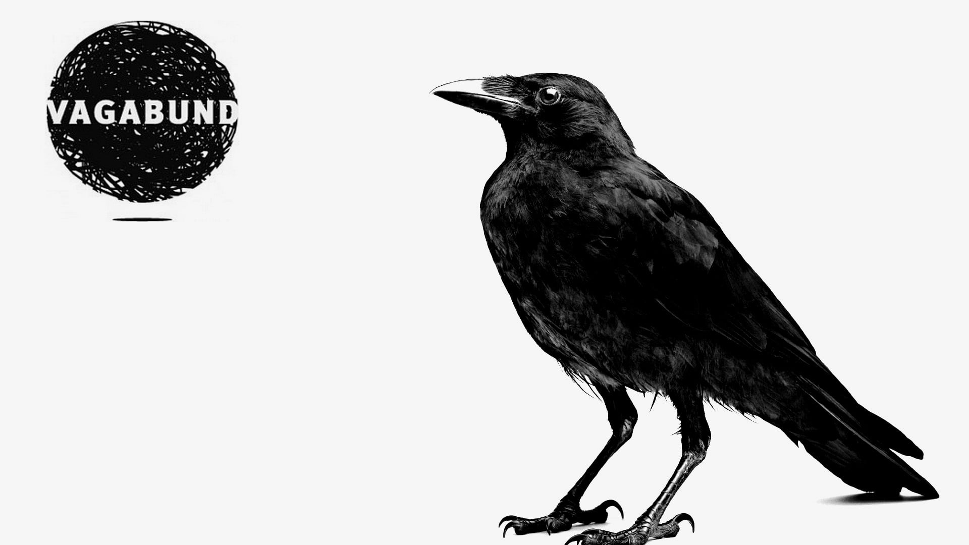 day, black And White, black Color, wildlife, Vagabond, nature, animal themes, isolated, VGB, no people, close-up, studio shot, indoors, illustration, blackbird, HD Wallpaper